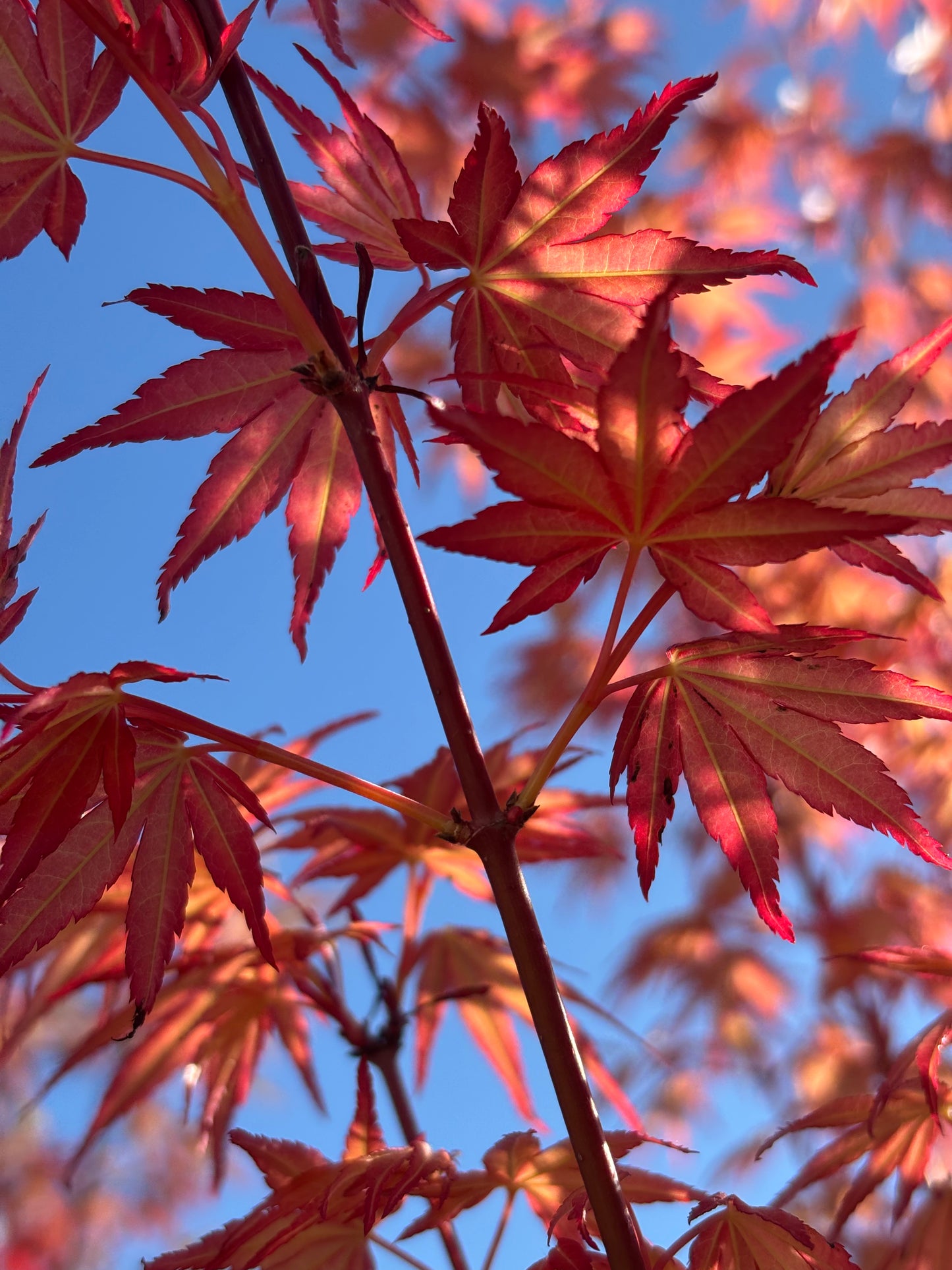 Acer x pseudosieboldianum First Flame®