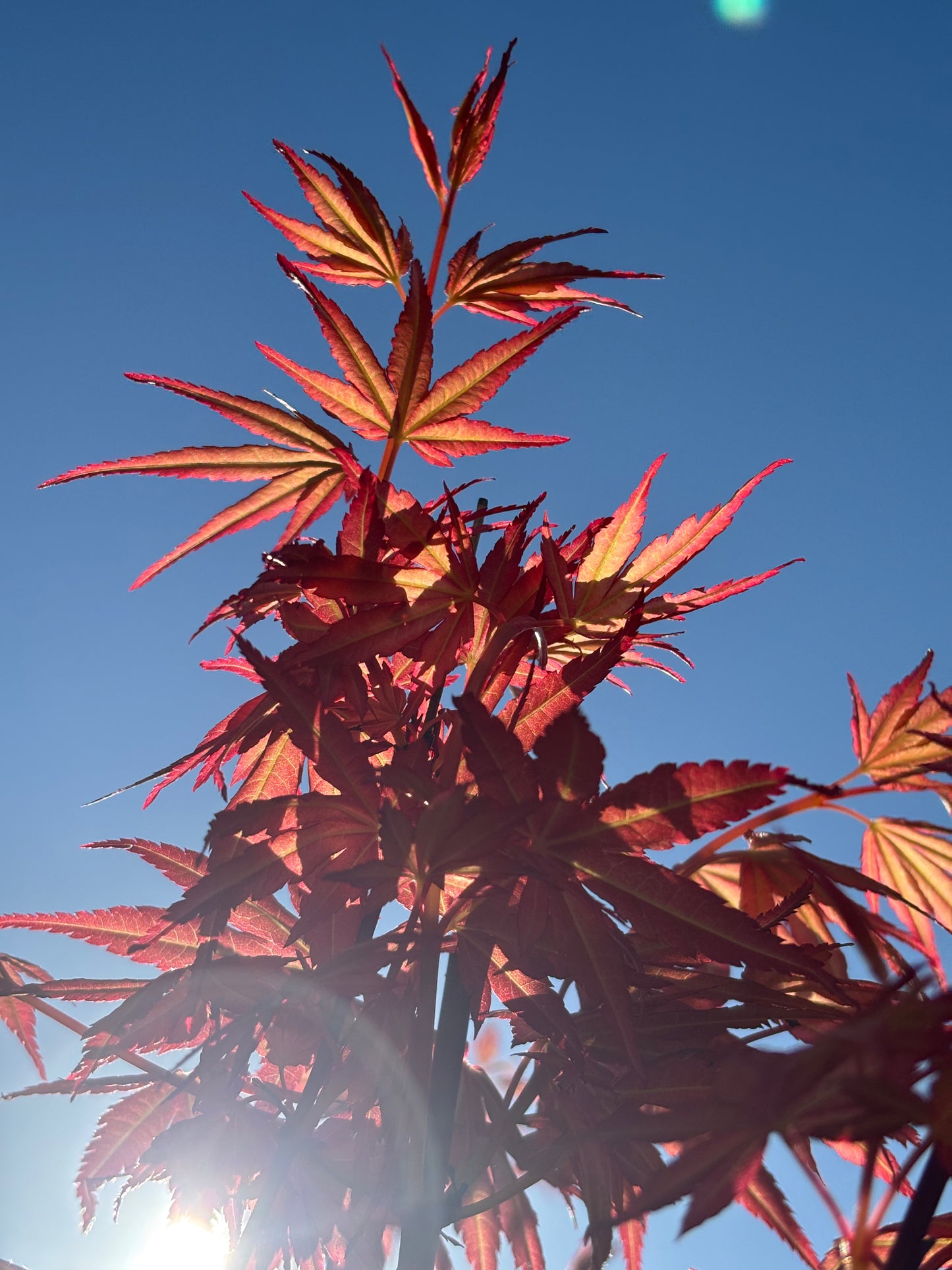 Acer x pseudosieboldianum First Flame®