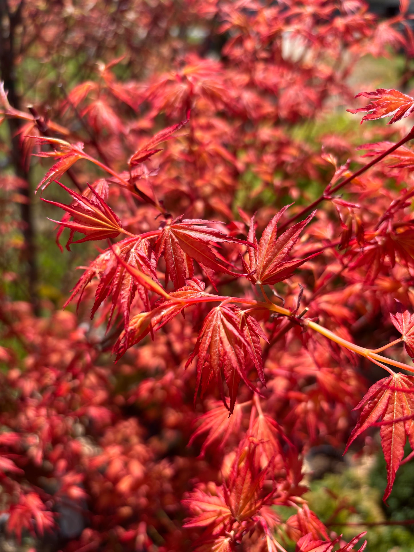 Acer x pseudosieboldianum First Flame®