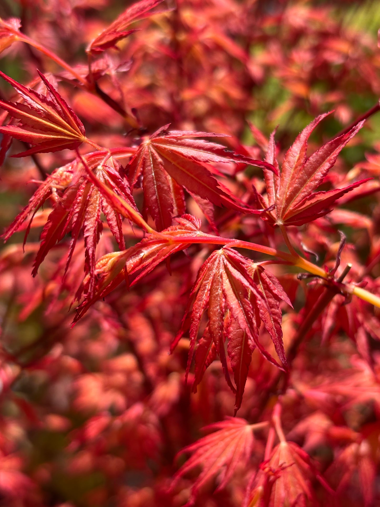 Acer x pseudosieboldianum First Flame®