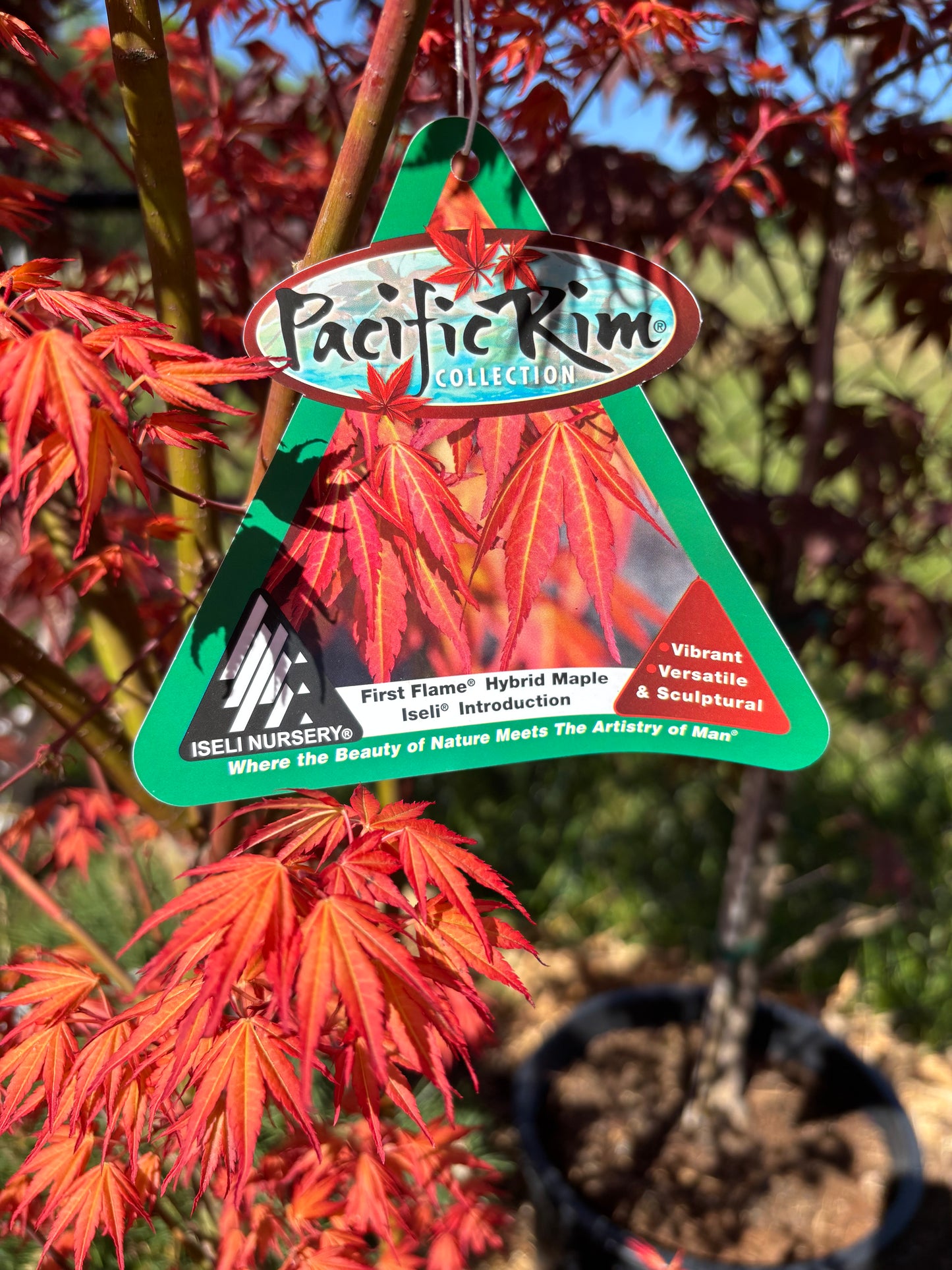 Acer x pseudosieboldianum First Flame®