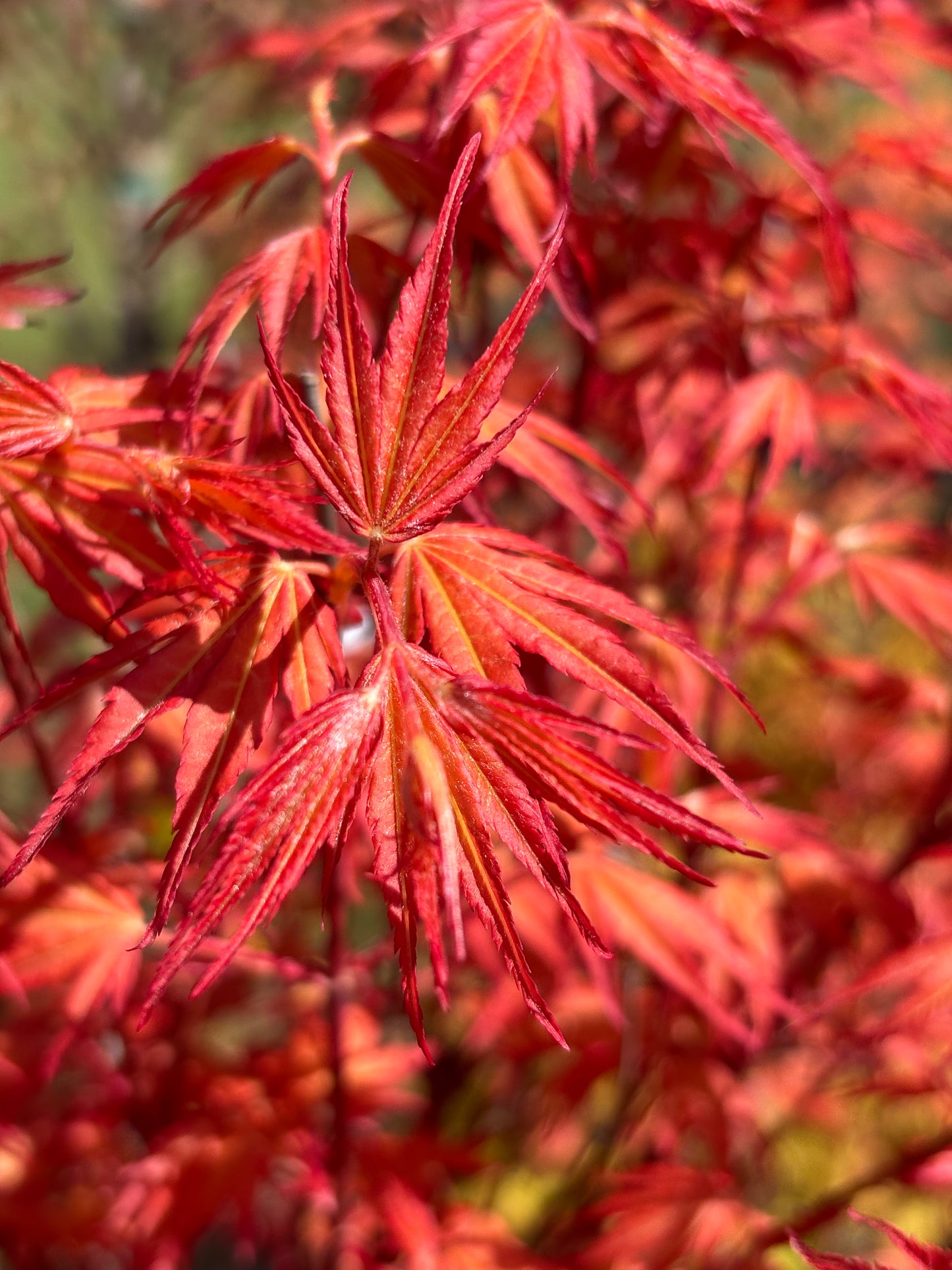 Acer x pseudosieboldianum First Flame®
