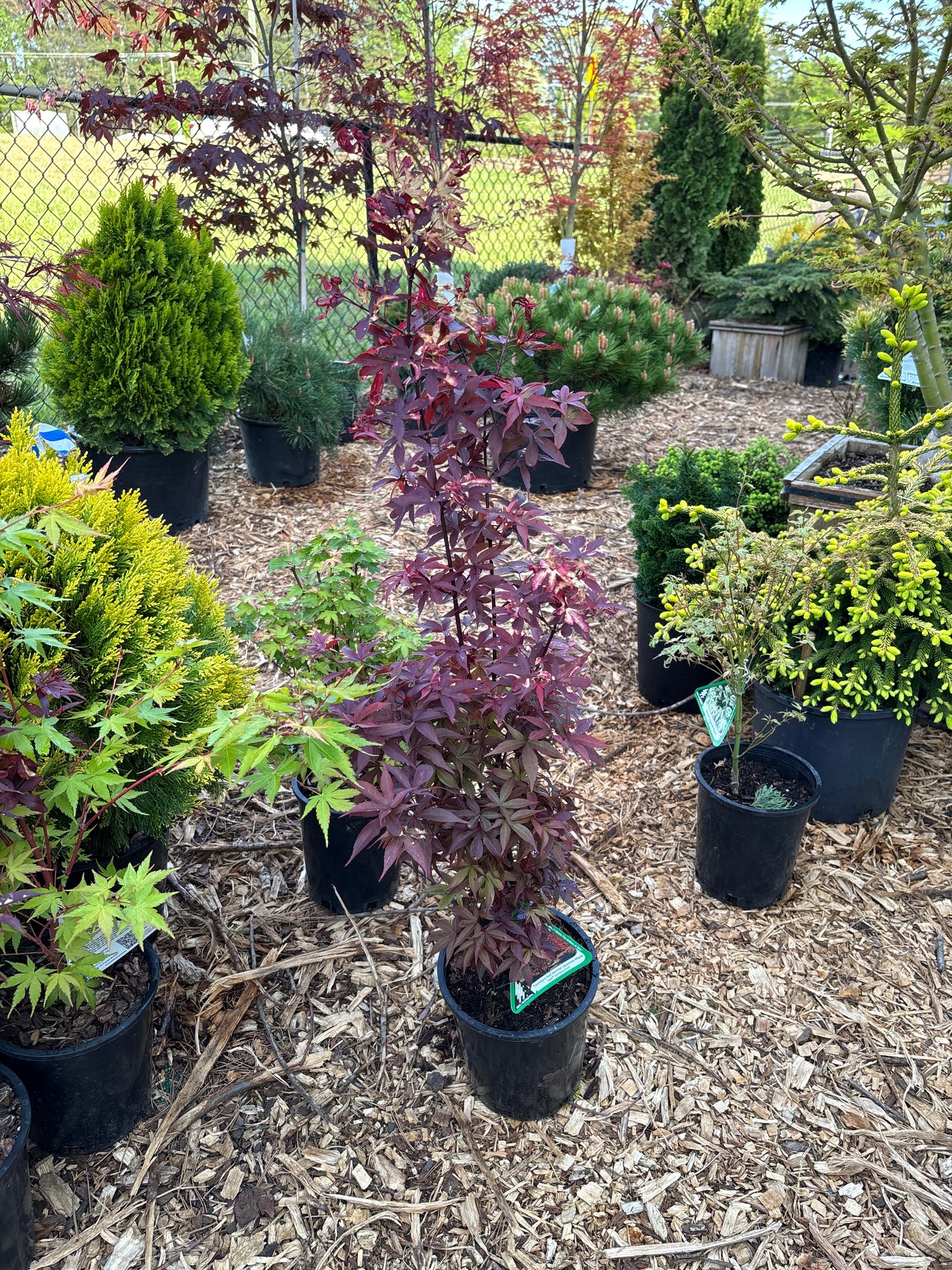 Acer palmatum 'Twombly's Red Sentinel'