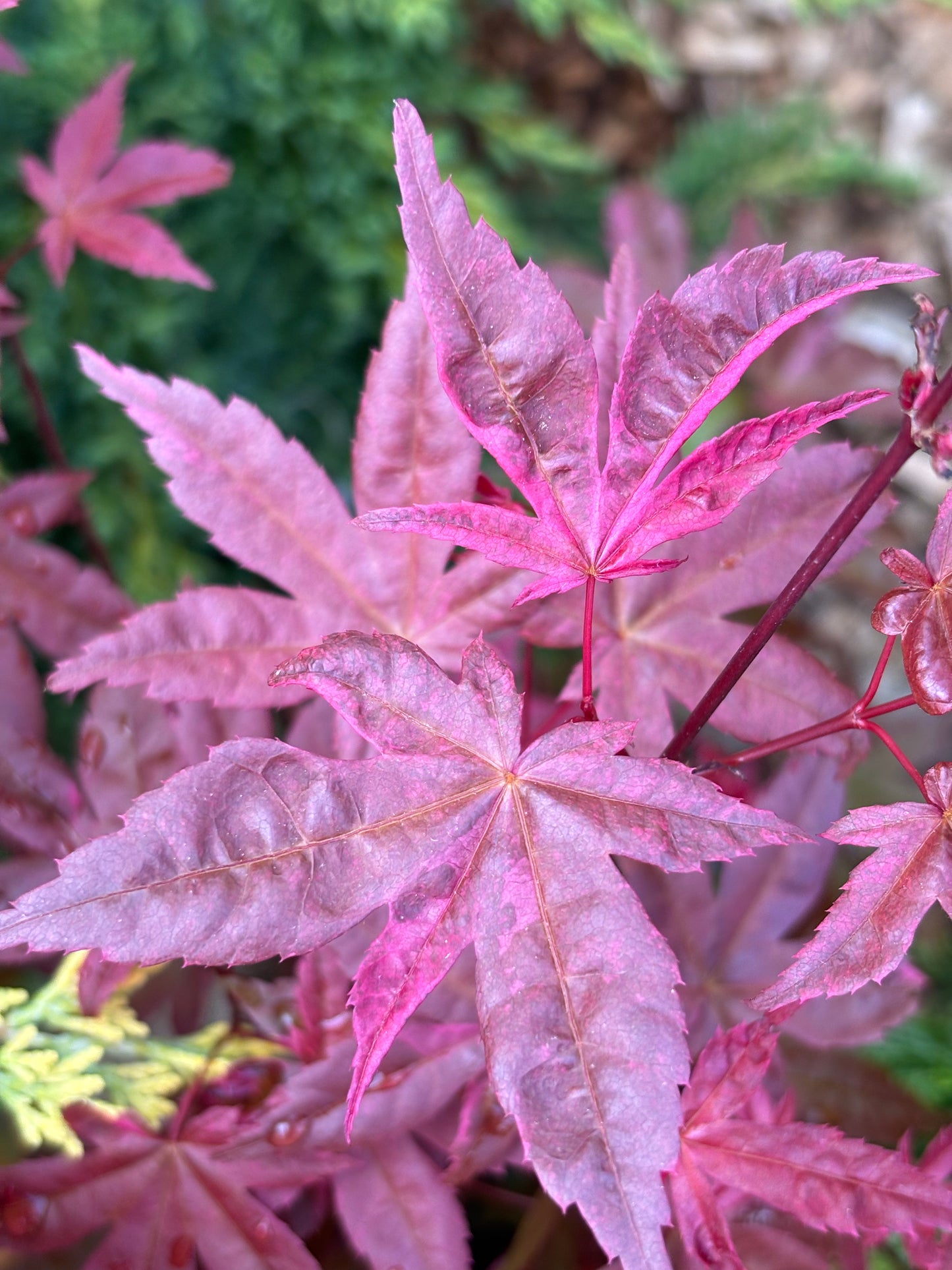 Acer palmatum ‘Shindeshojo’