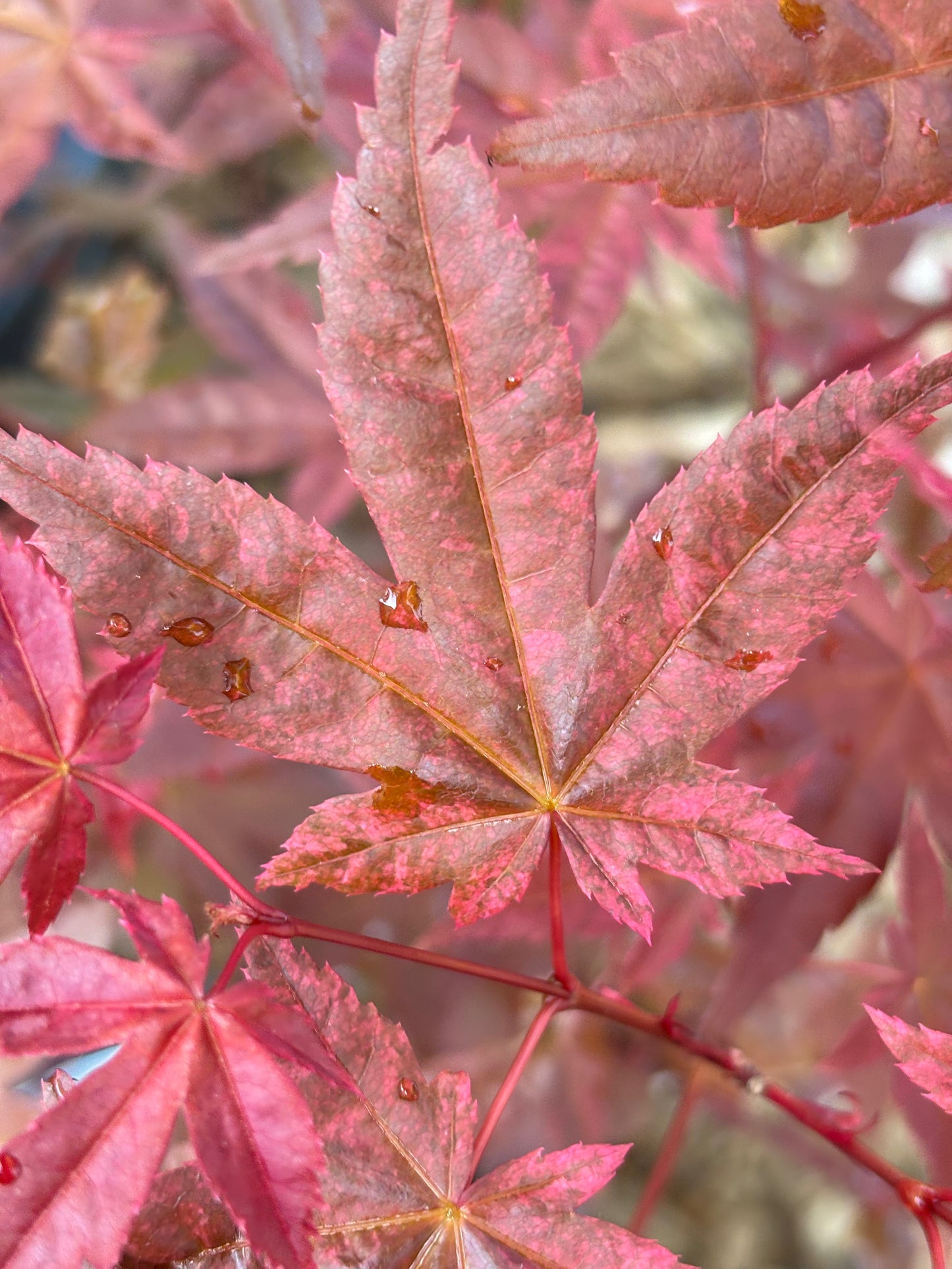 Acer palmatum ‘Shindeshojo’