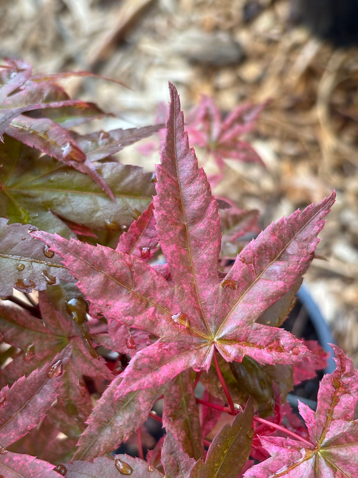 Acer palmatum ‘Shindeshojo’