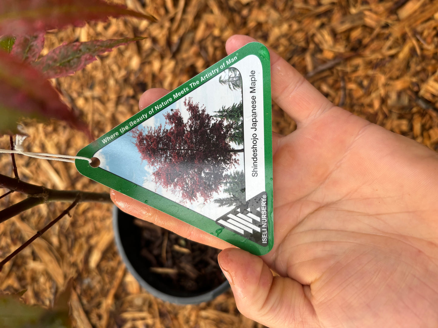Acer palmatum ‘Shindeshojo’