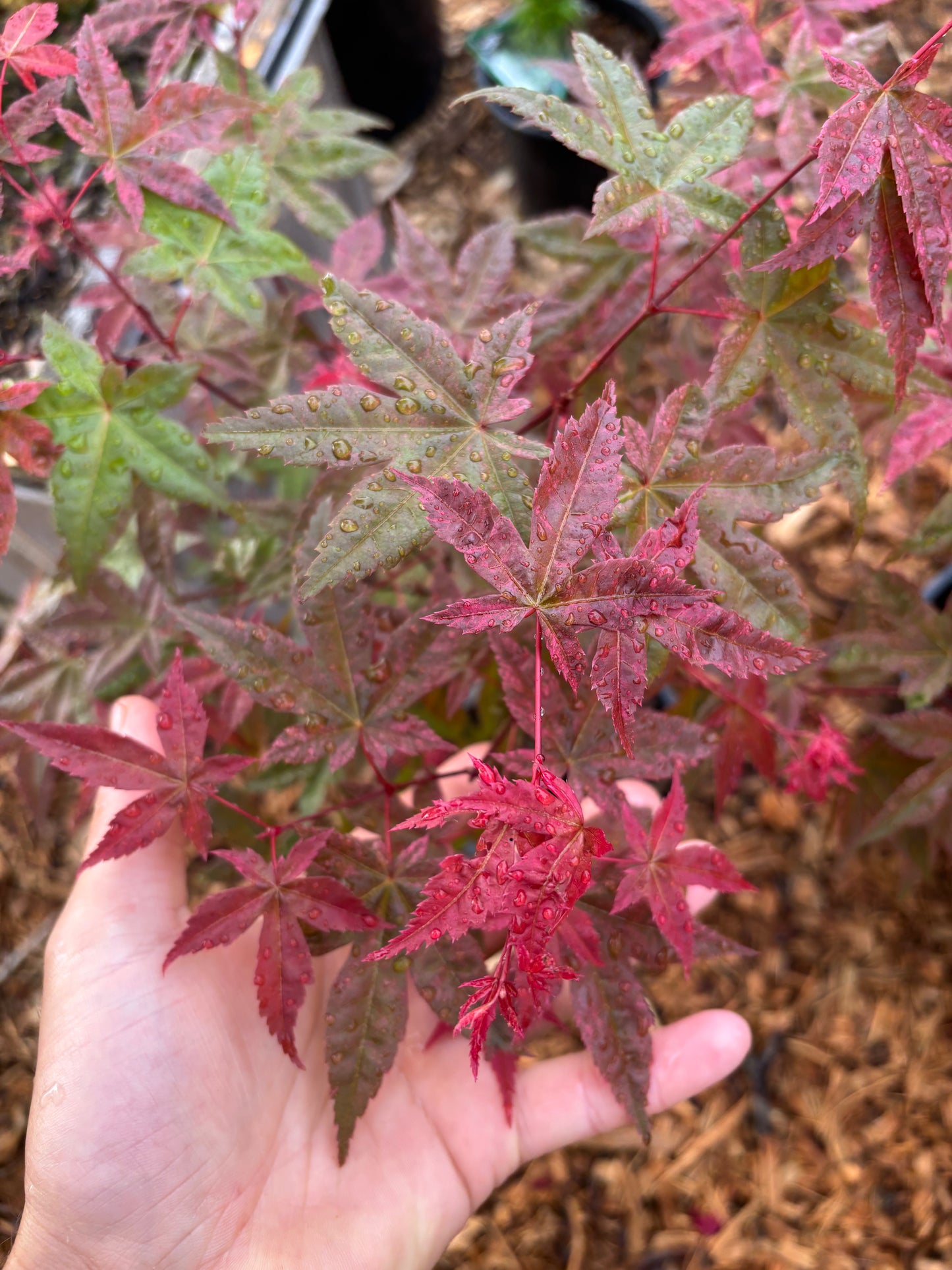 Acer palmatum ‘Shindeshojo’