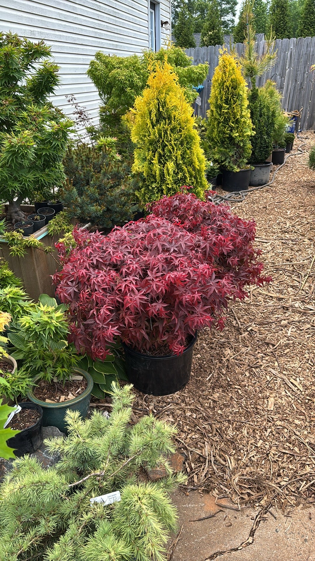 Acer palmatum 'Rhode Island Red'