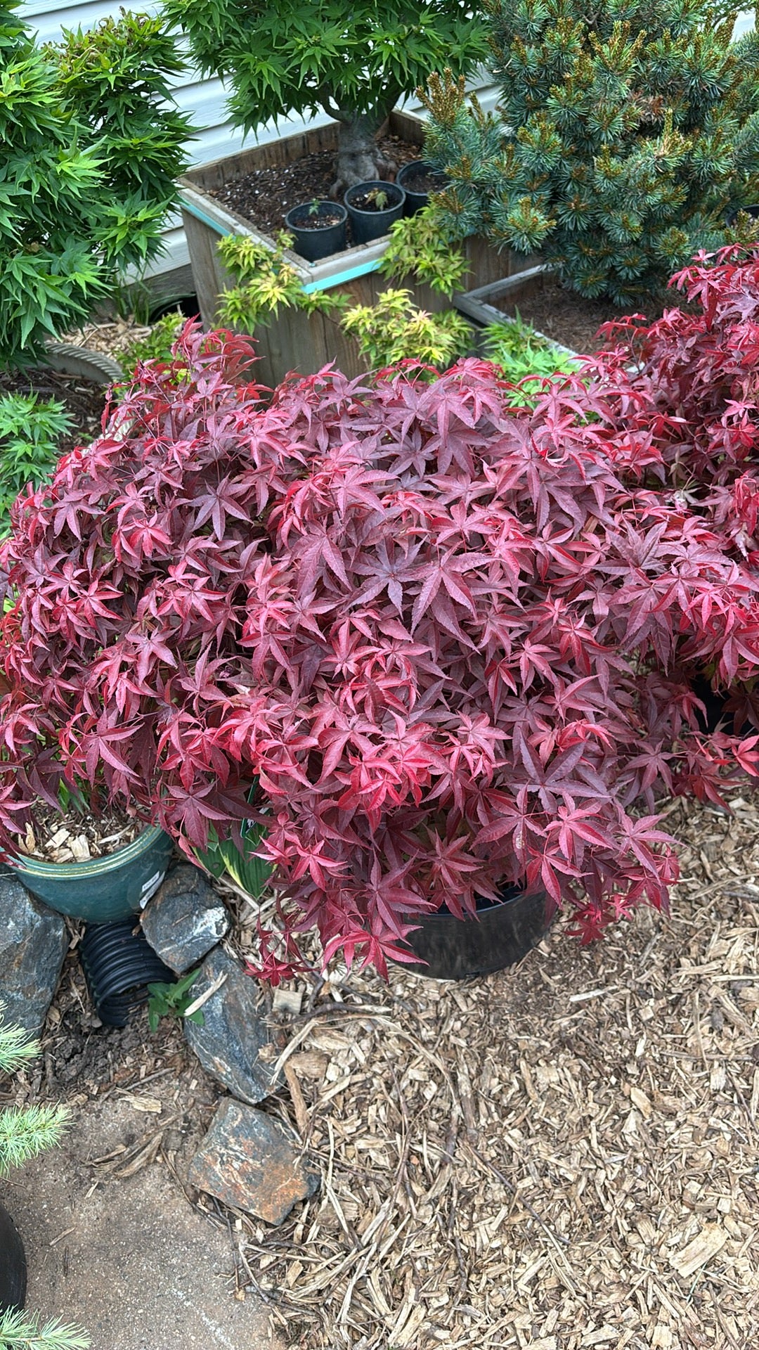 Acer palmatum 'Rhode Island Red'