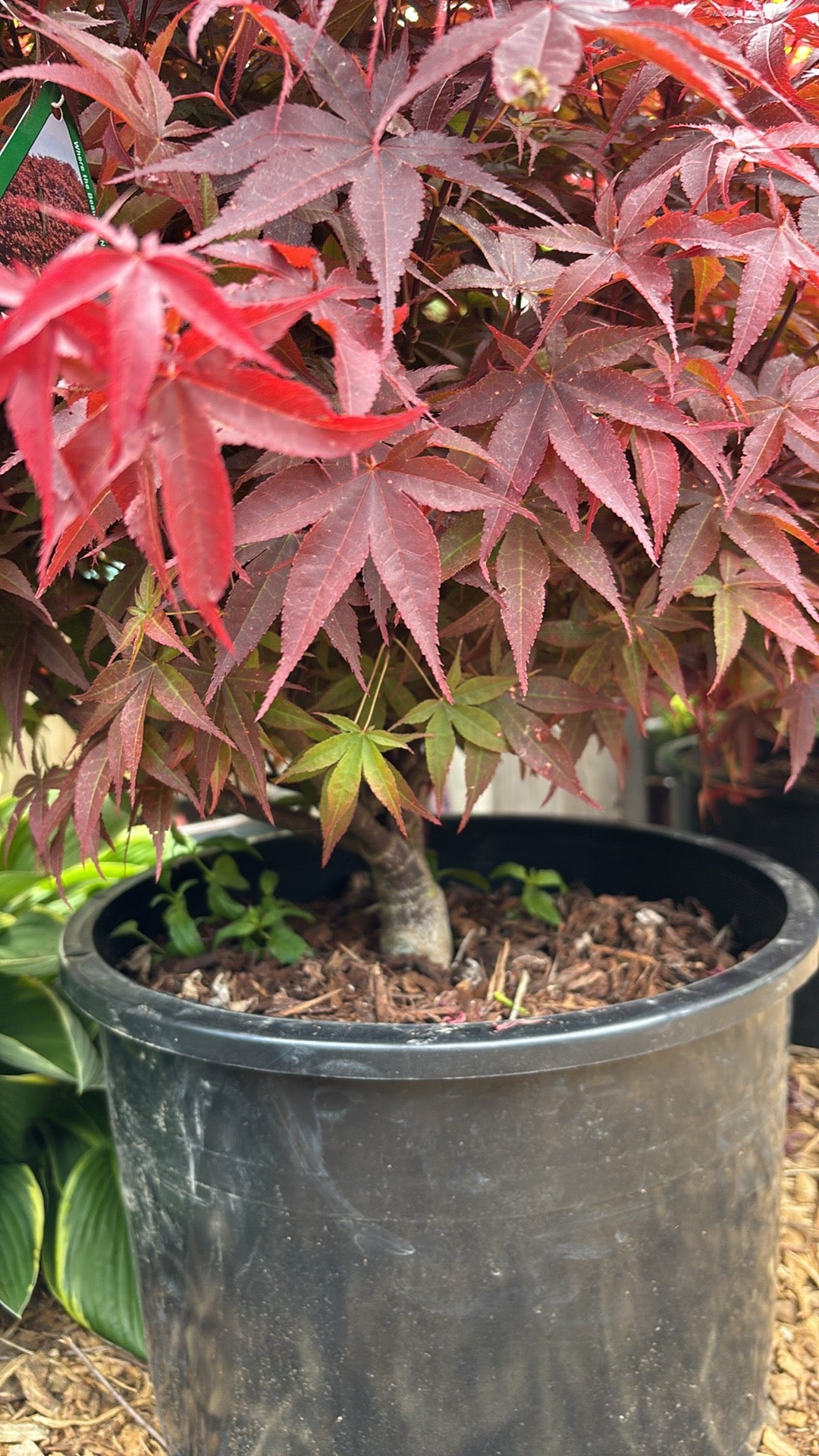 Acer palmatum 'Rhode Island Red'