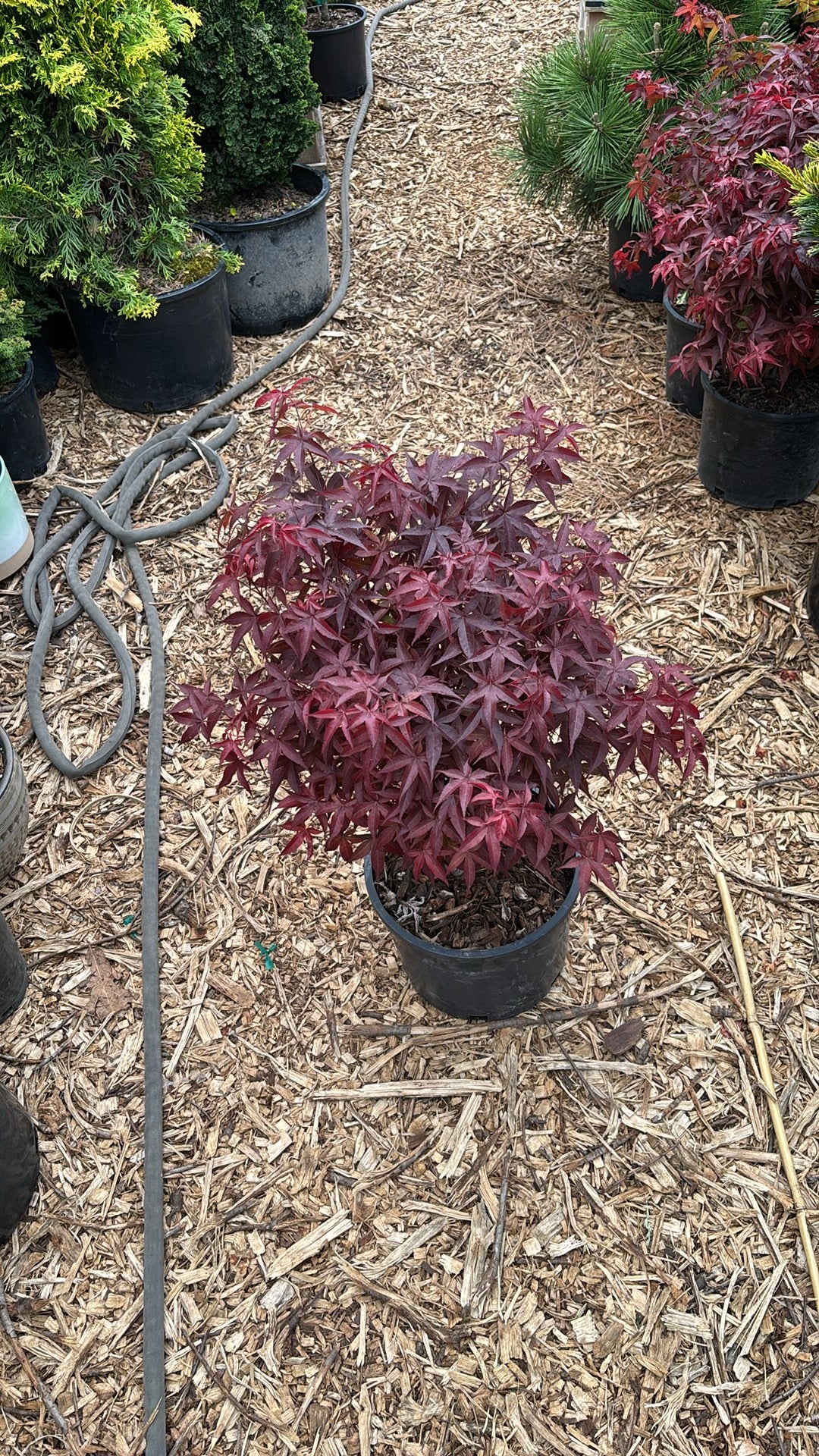 Acer palmatum 'Rhode Island Red'