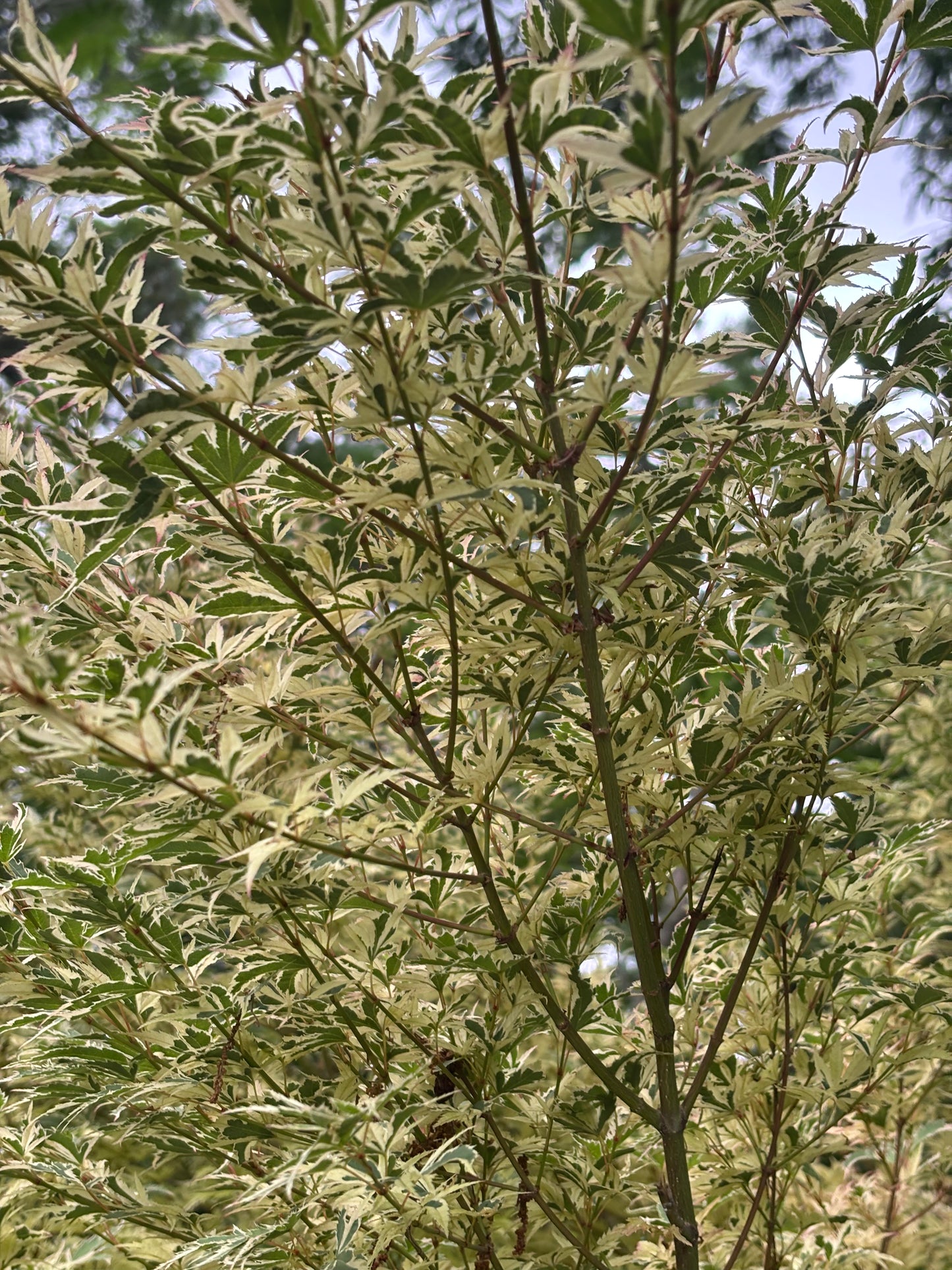 Acer palmatum 'Butterfly'