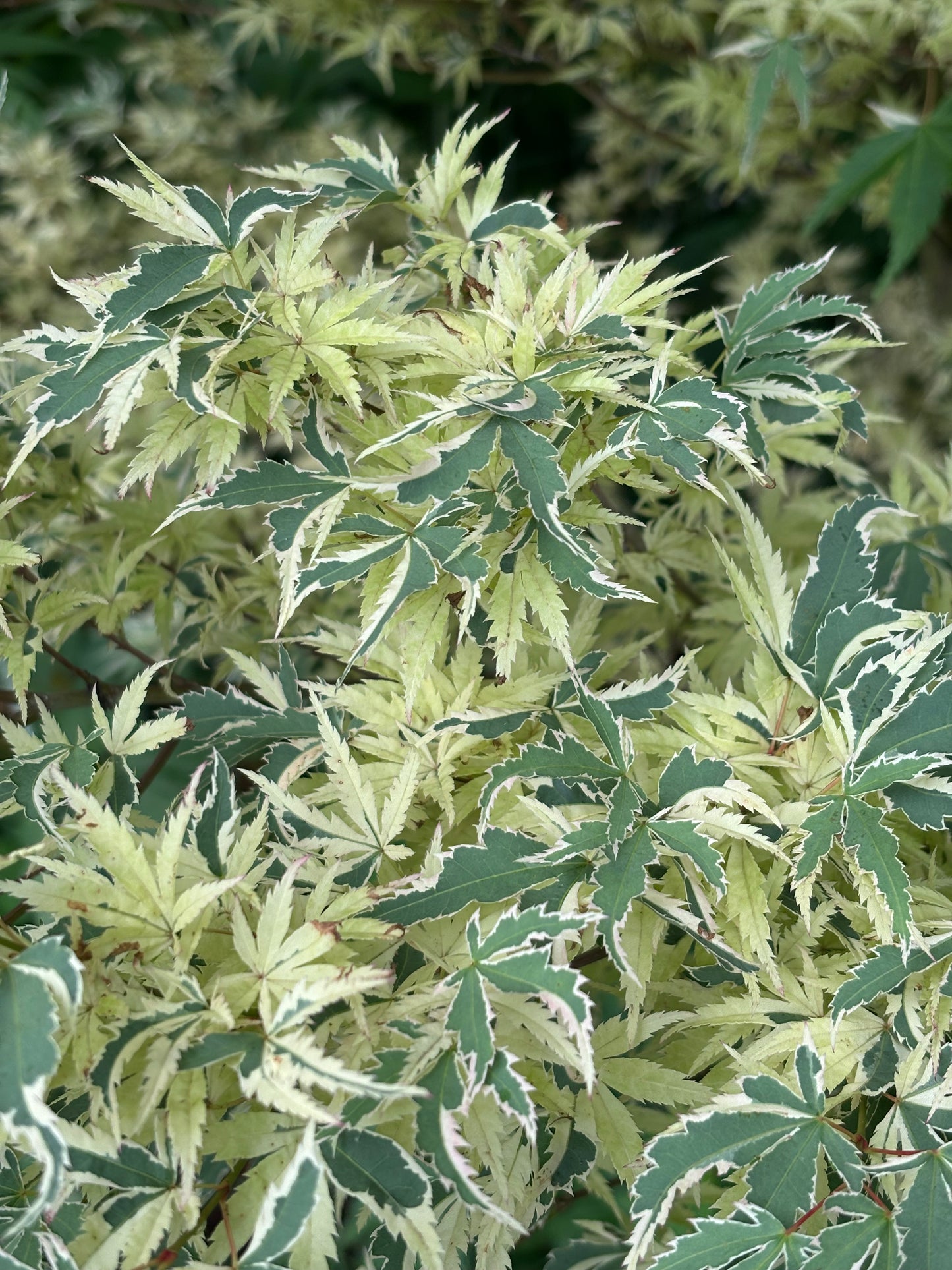 Acer palmatum 'Butterfly'