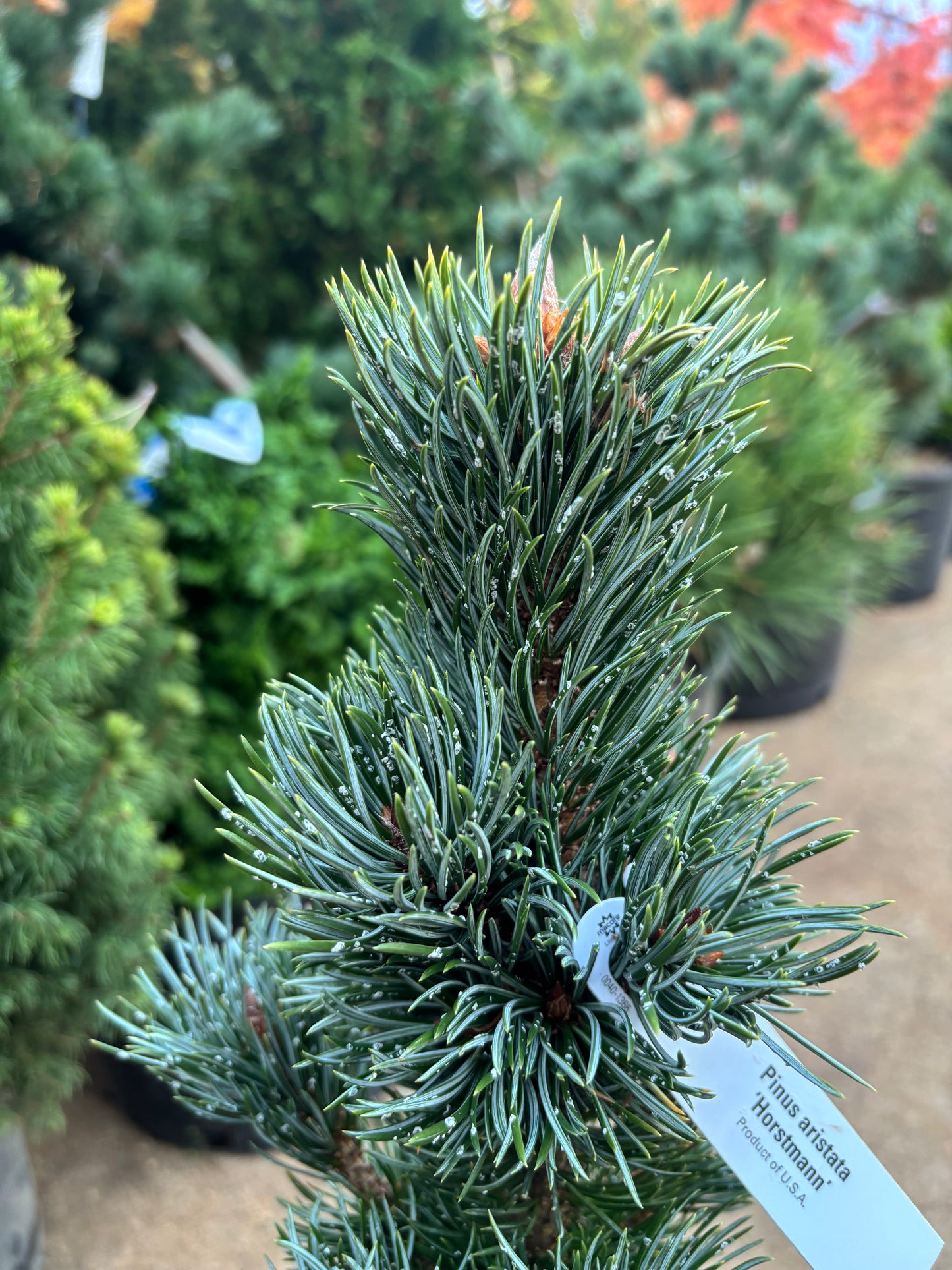 Pinus aristata 'Hortsmann'
