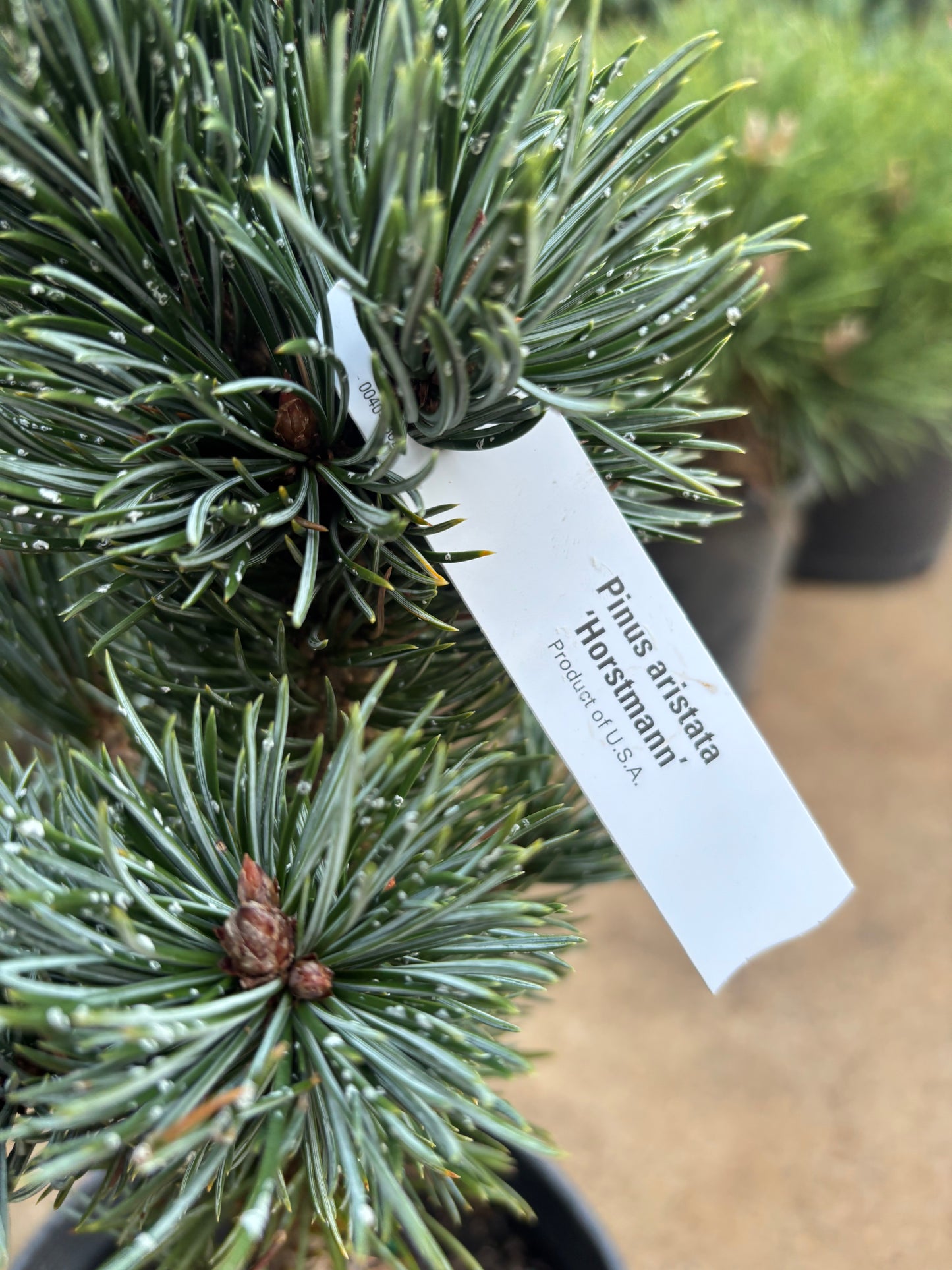 Pinus aristata 'Hortsmann'