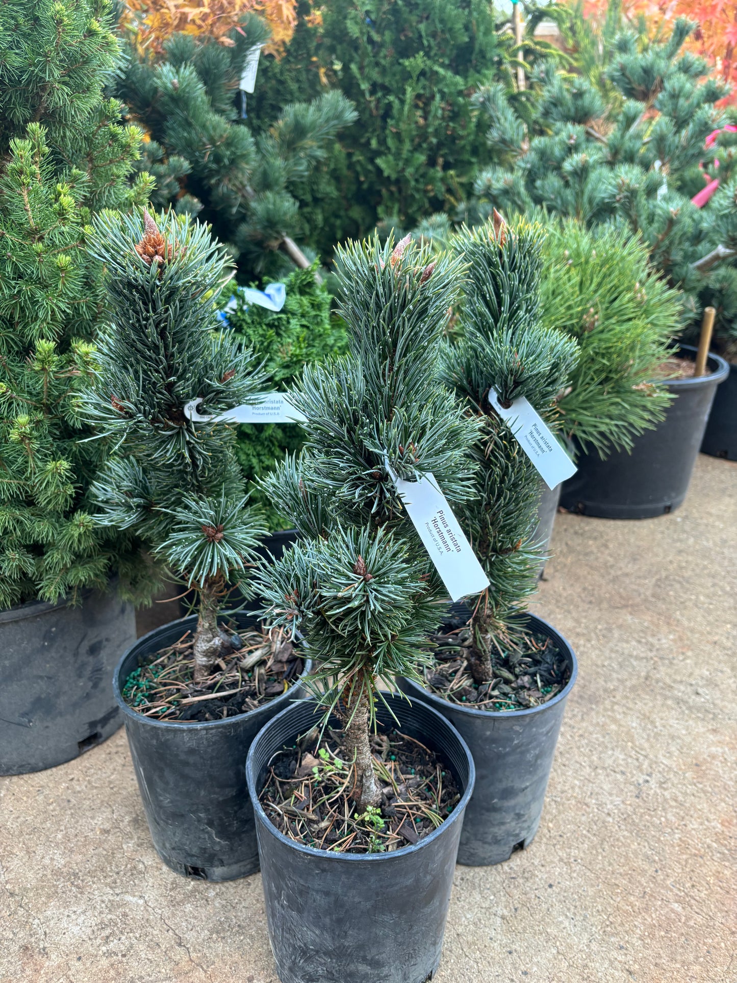 Pinus aristata 'Hortsmann'