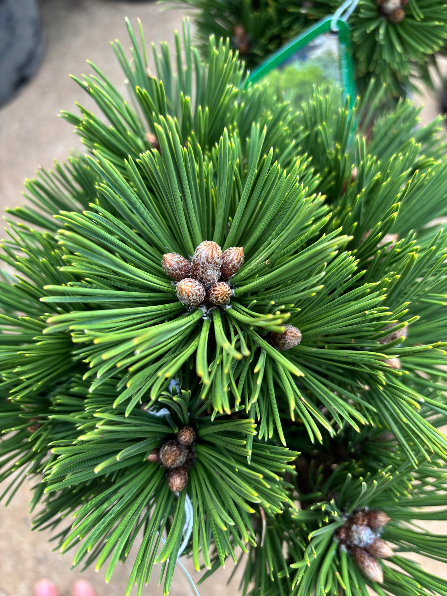 Pinus heldreichii (leucodermis) ‘Banderica