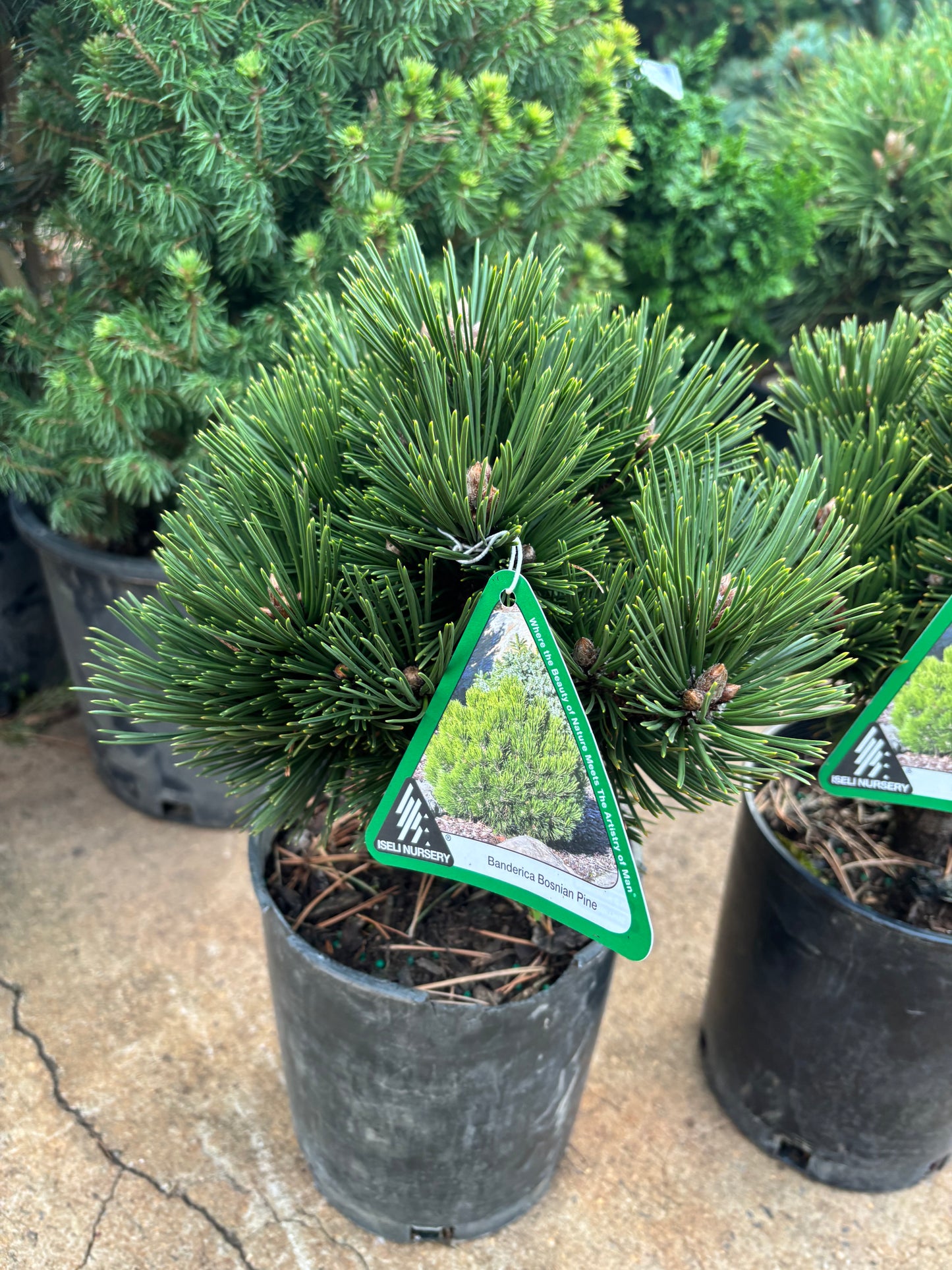 Pinus heldreichii (leucodermis) ‘Banderica