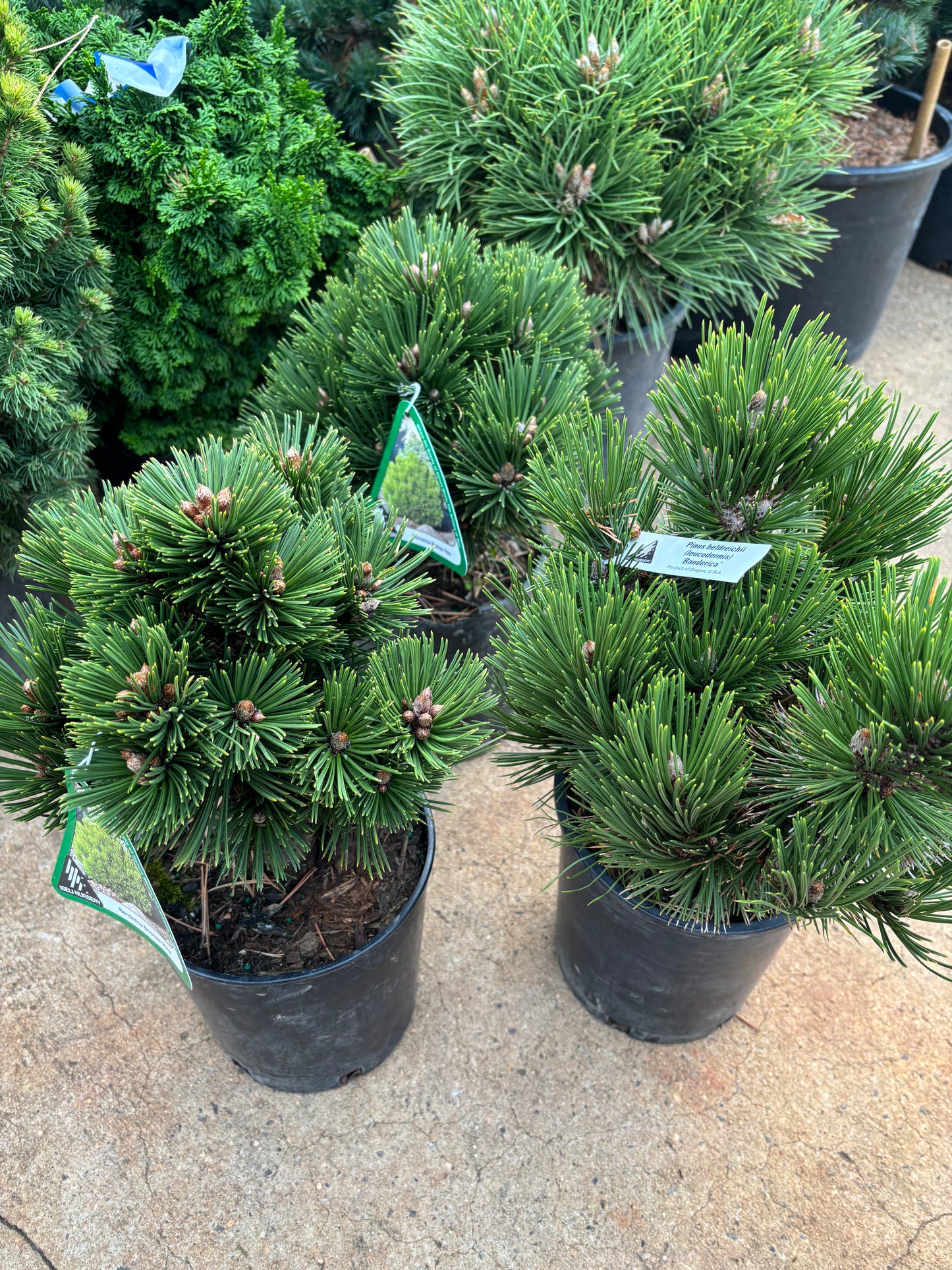 Pinus heldreichii (leucodermis) ‘Banderica