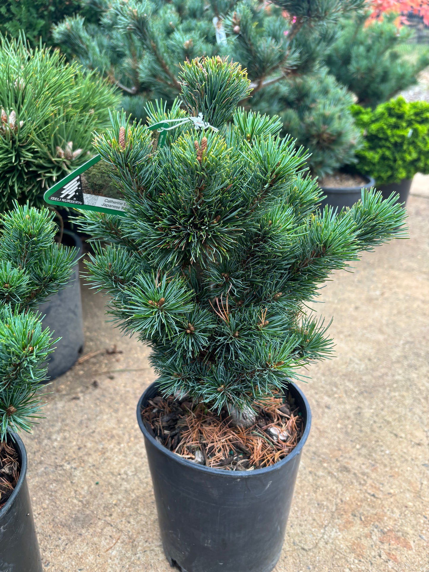 Pinus parviflora ‘Catherine Elizabeth’