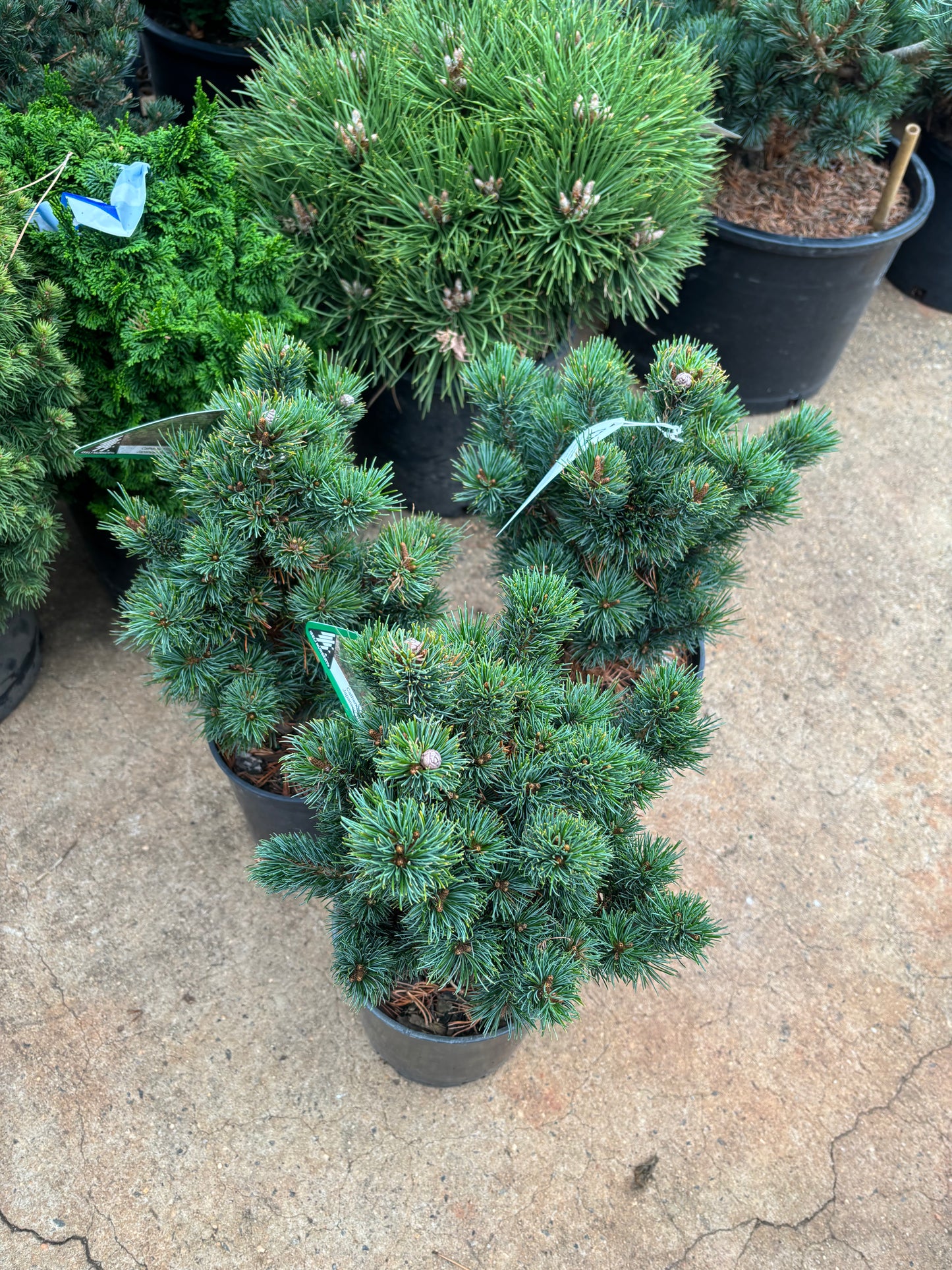 Pinus parviflora ‘Catherine Elizabeth’