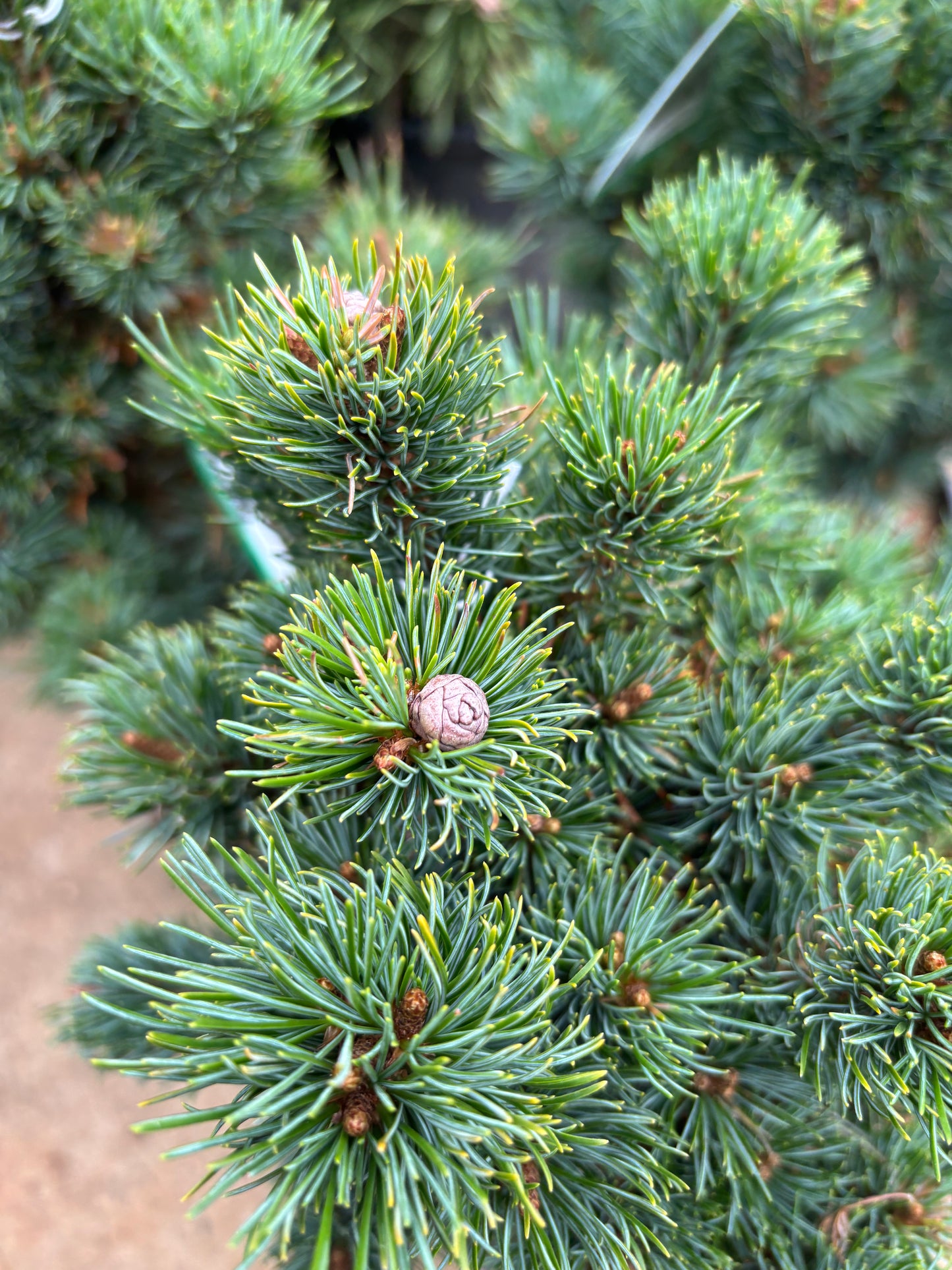 Pinus parviflora ‘Catherine Elizabeth’