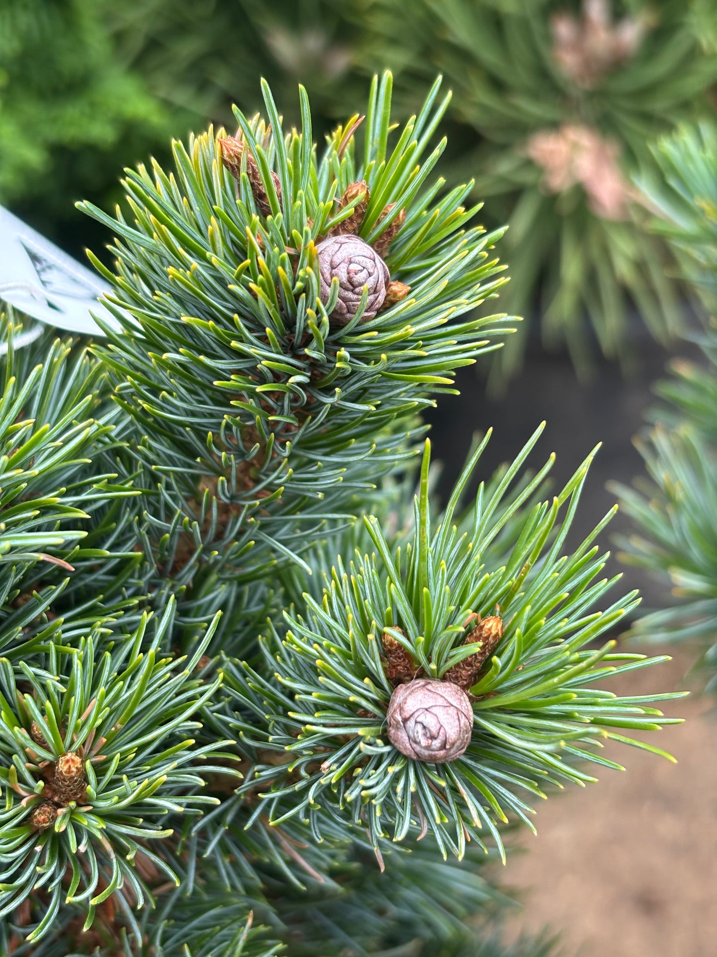 Pinus parviflora ‘Catherine Elizabeth’