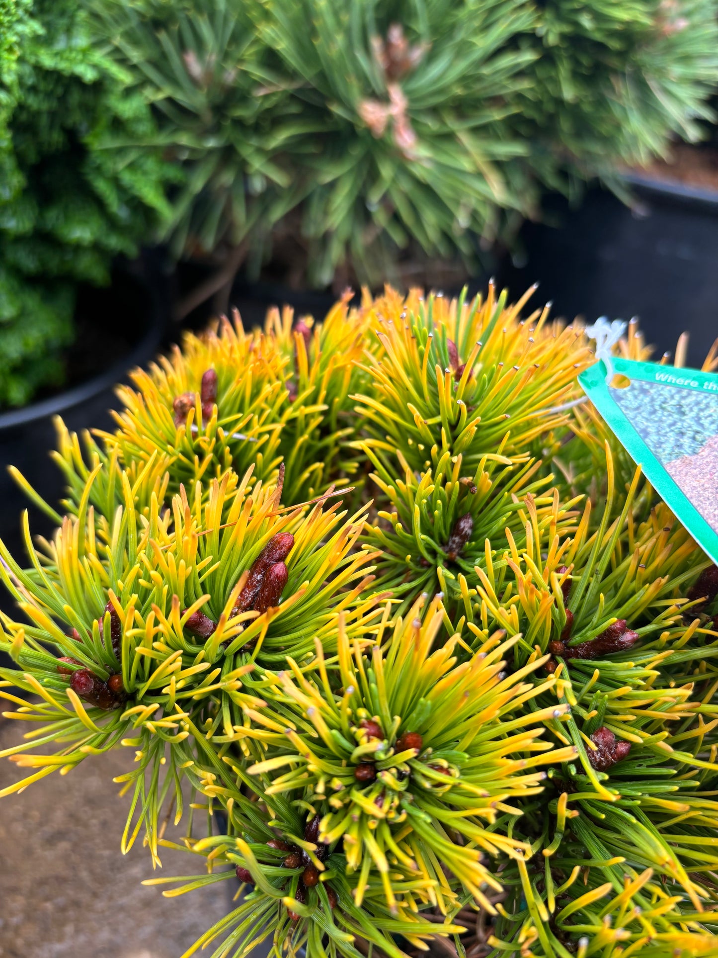 Pinus mugo ‘Laarheide’