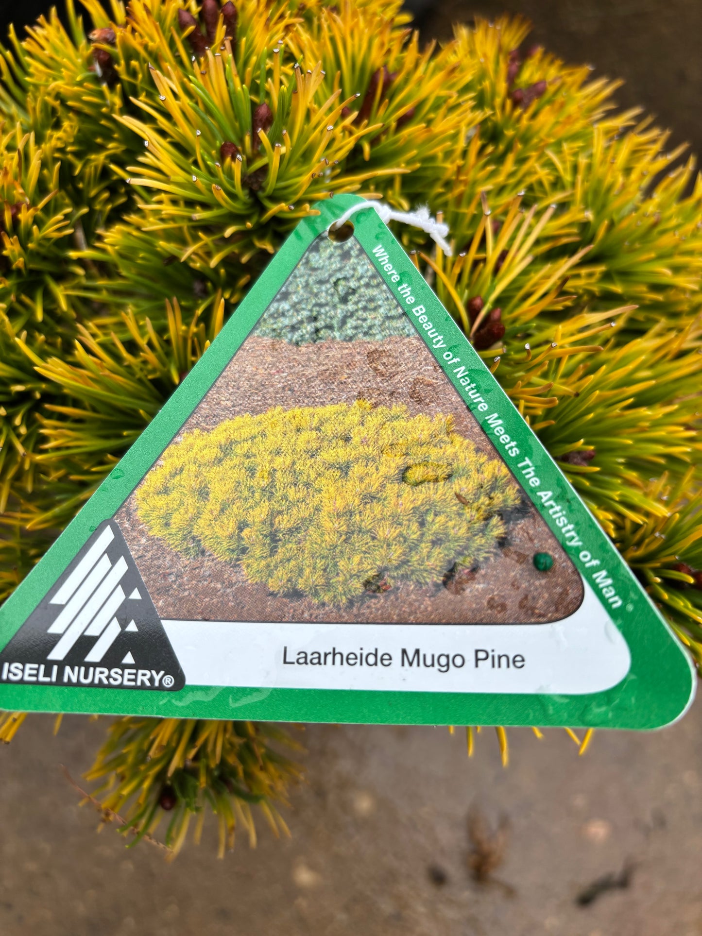 Pinus mugo ‘Laarheide’