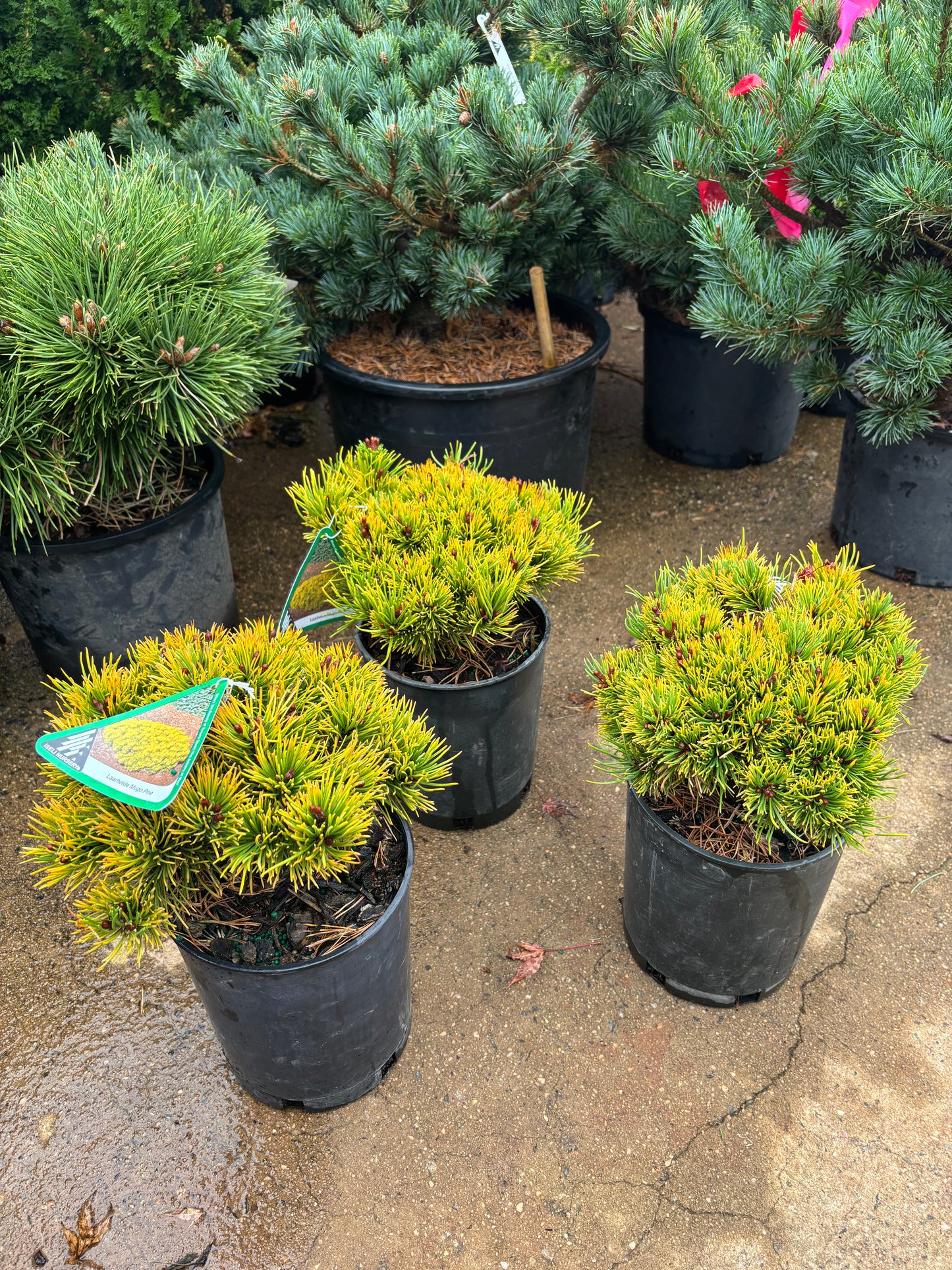 Pinus mugo ‘Laarheide’