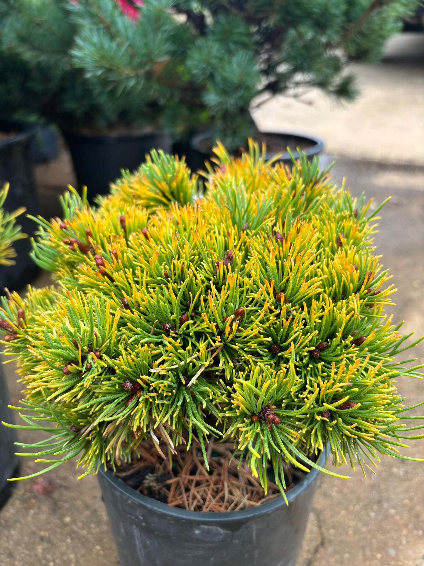 Pinus mugo ‘Laarheide’