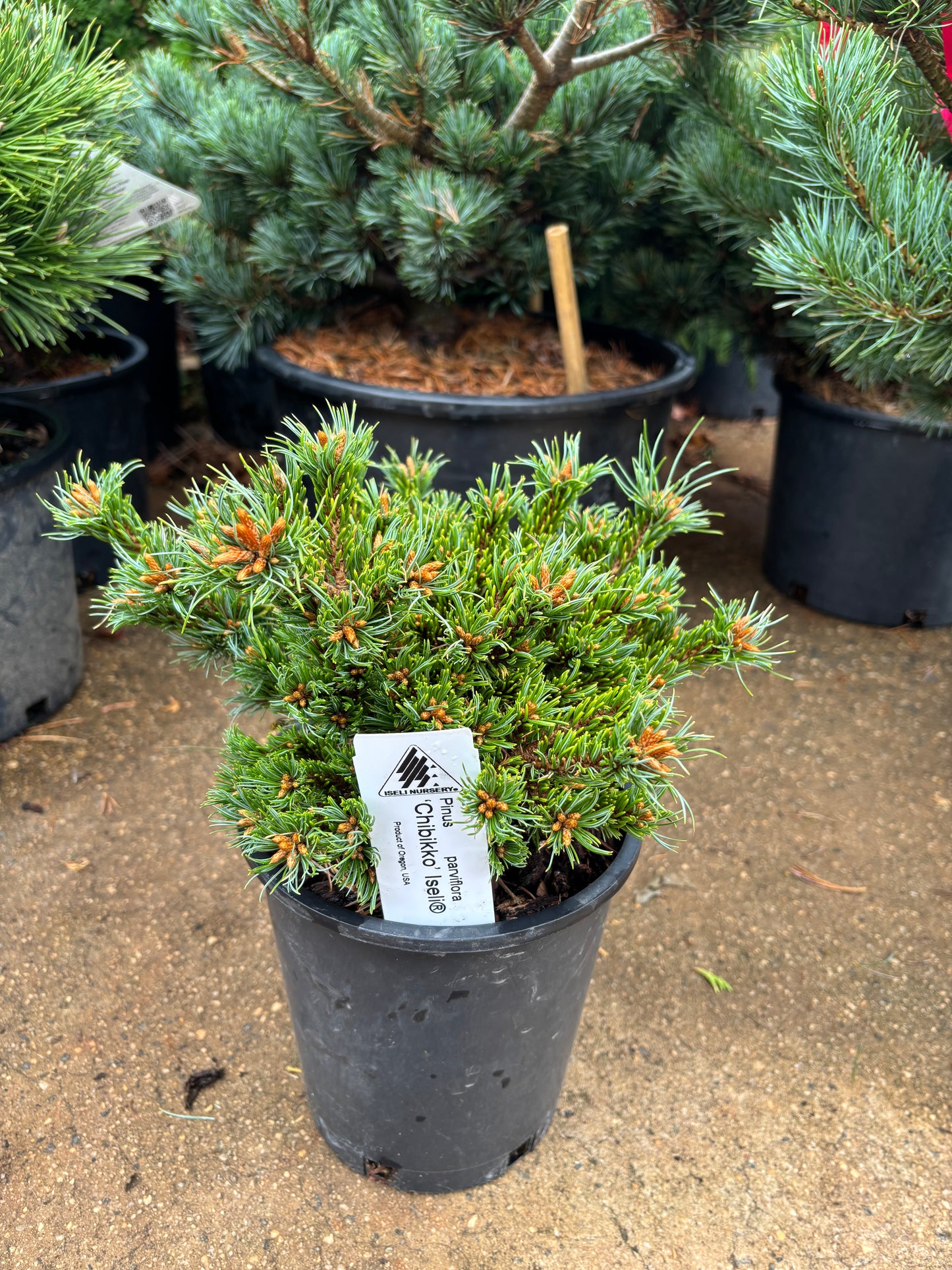 Pinus parviflora ‘Chibikko’