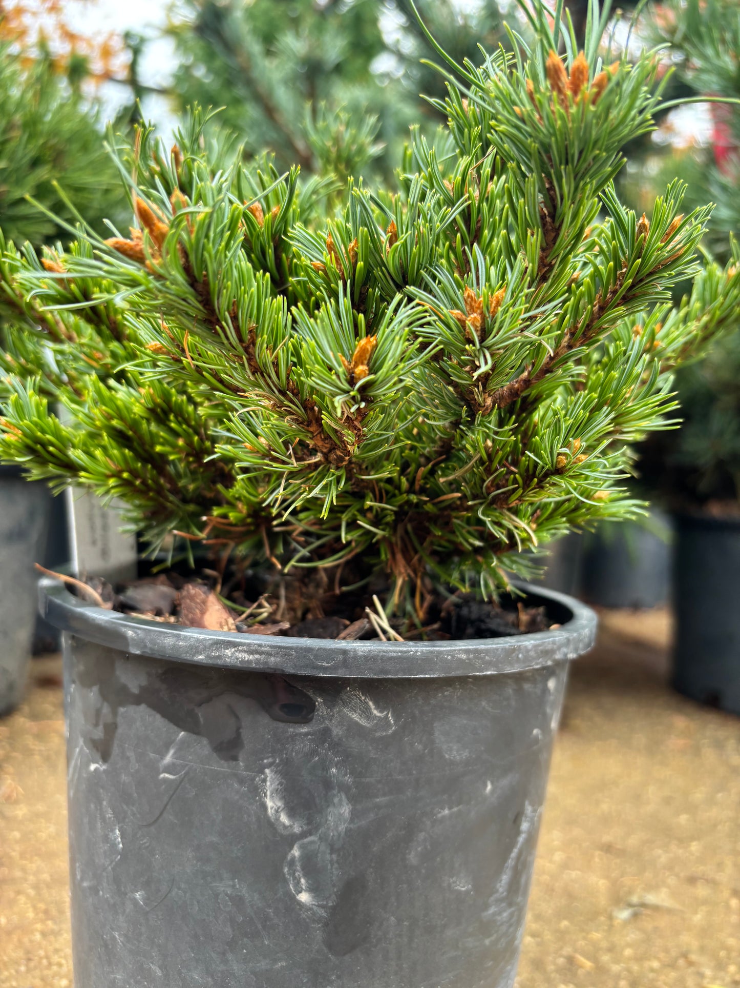Pinus parviflora ‘Chibikko’
