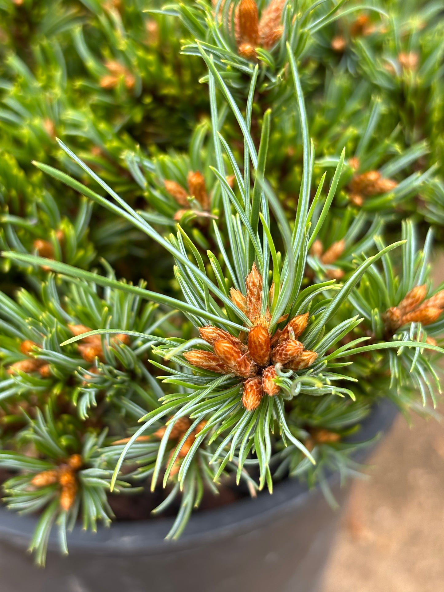 Pinus parviflora ‘Chibikko’