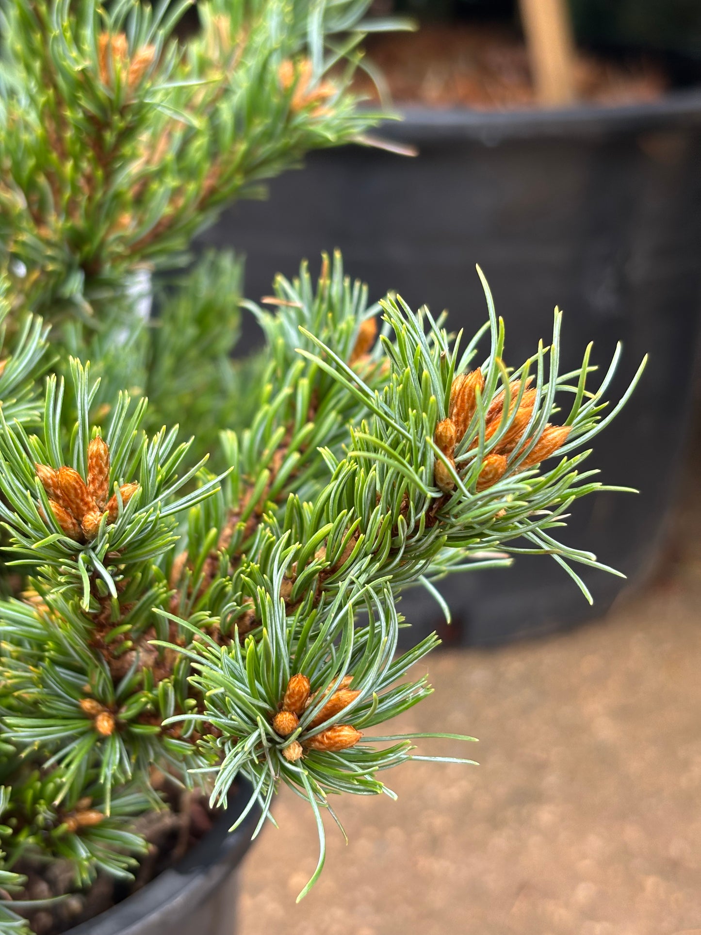 Pinus parviflora ‘Chibikko’