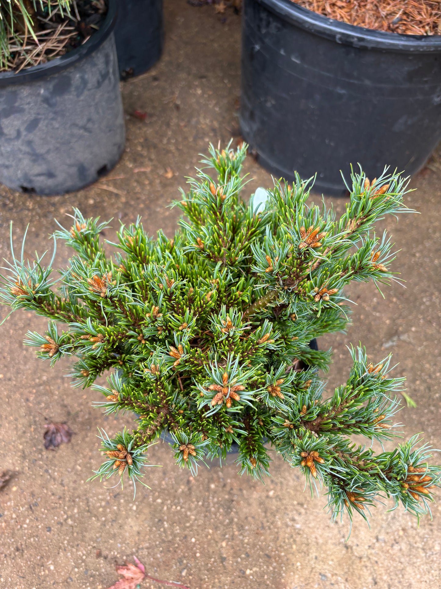Pinus parviflora ‘Chibikko’