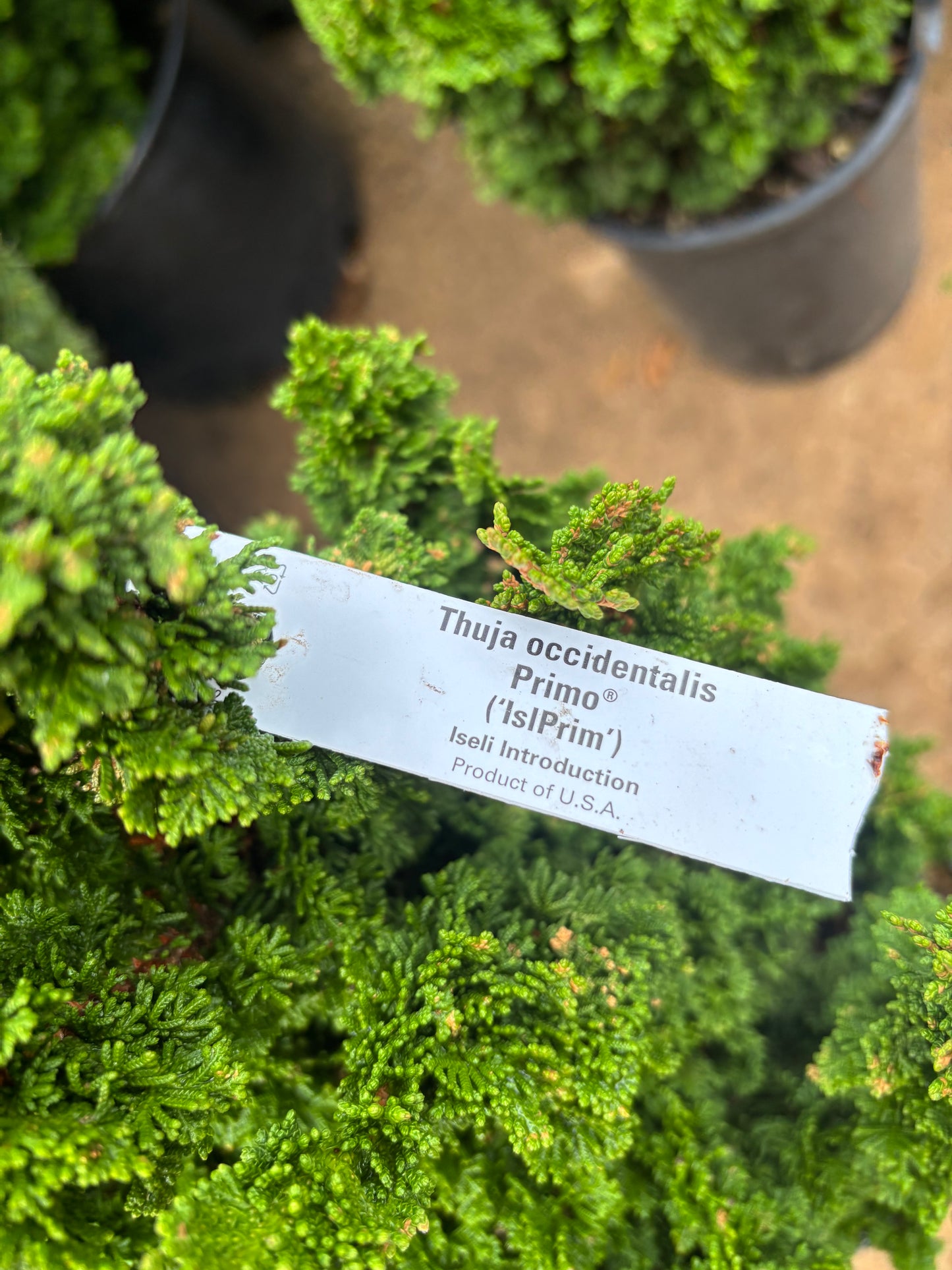 Thuja occidentalis ‘Primo’
