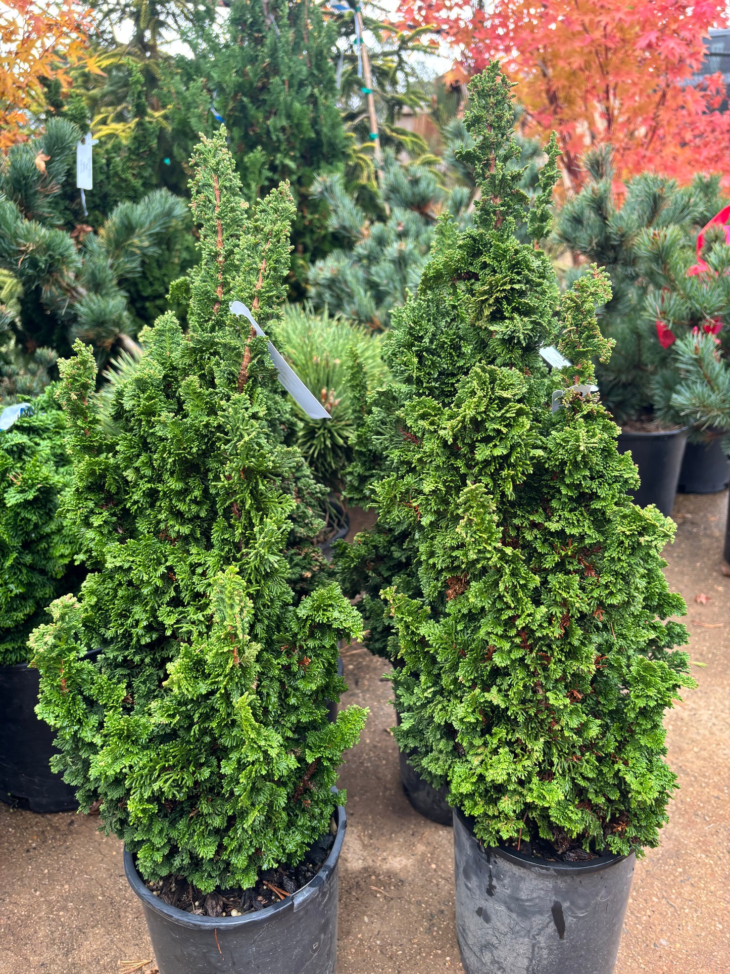 Thuja occidentalis ‘Primo’