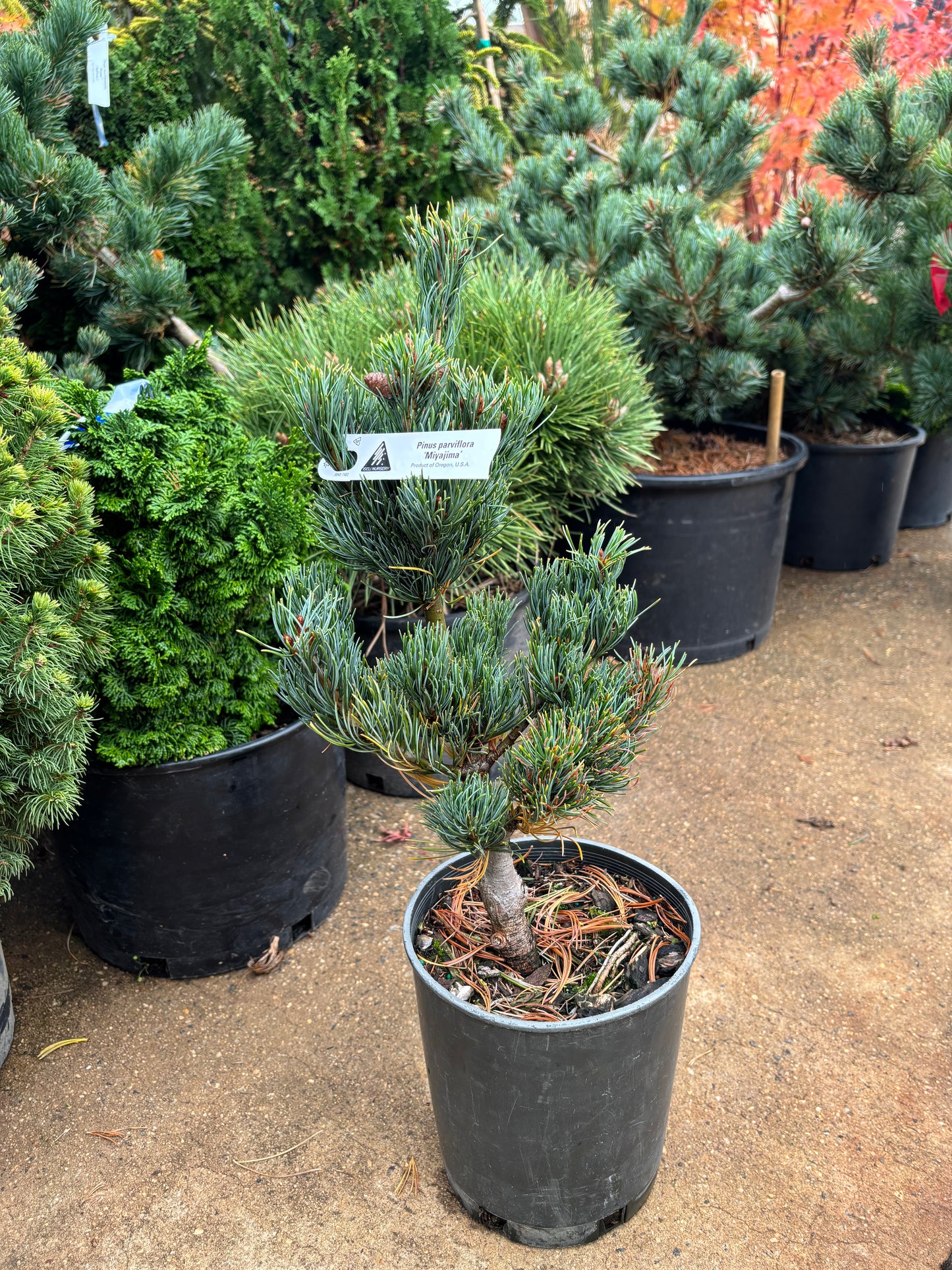 Pinus parviflora ‘Miyajima’