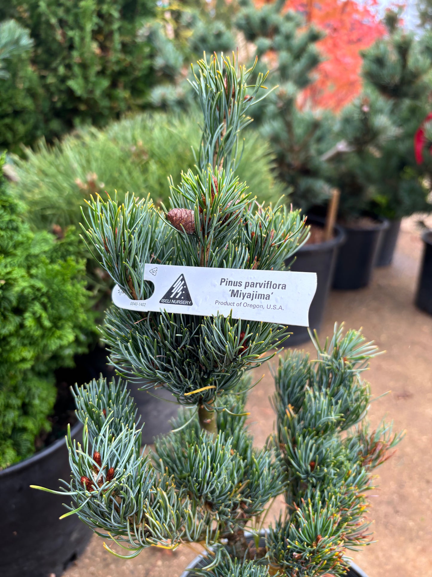 Pinus parviflora ‘Miyajima’