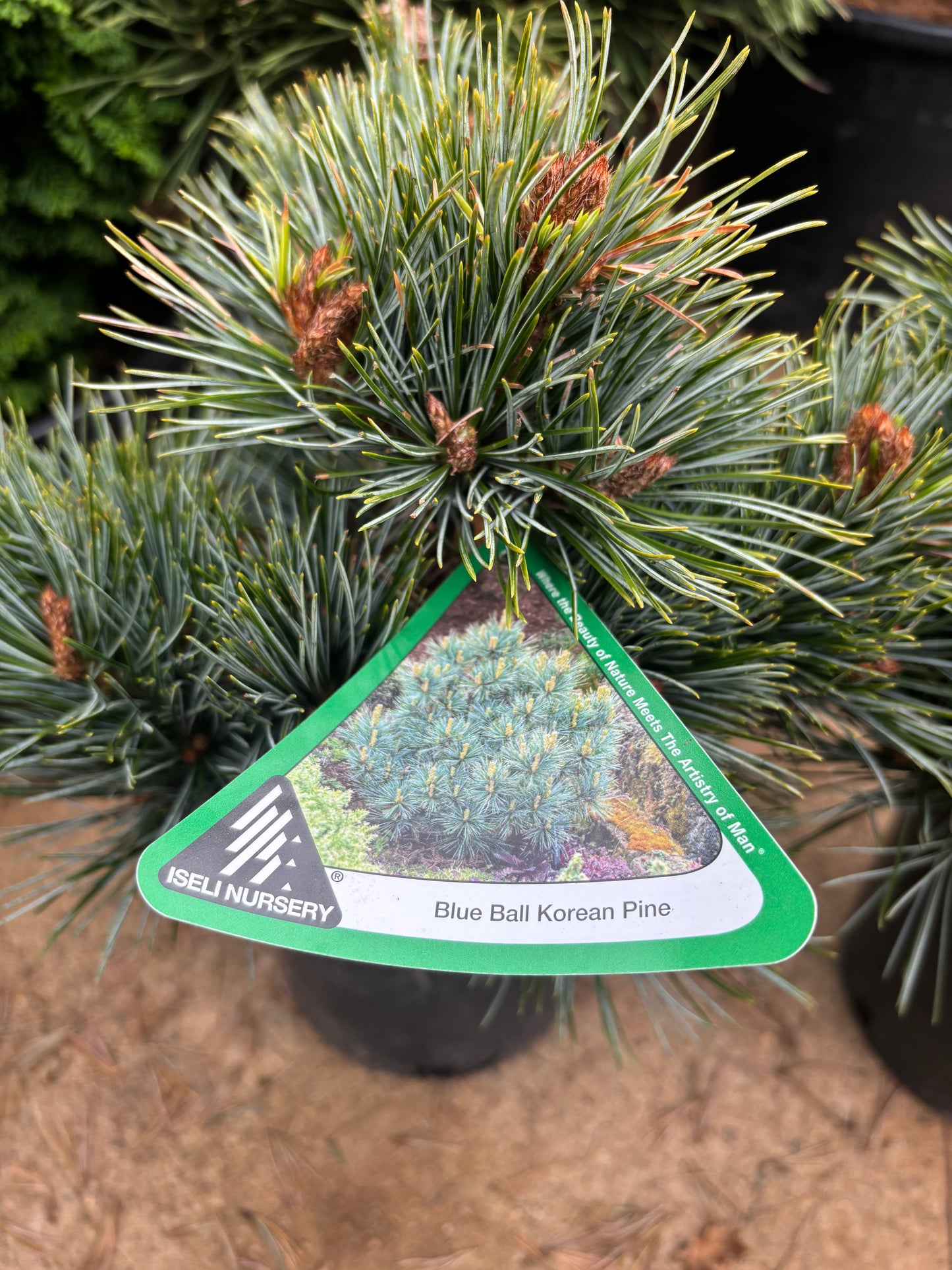Pinus koraiensis ‘Blue Ball’