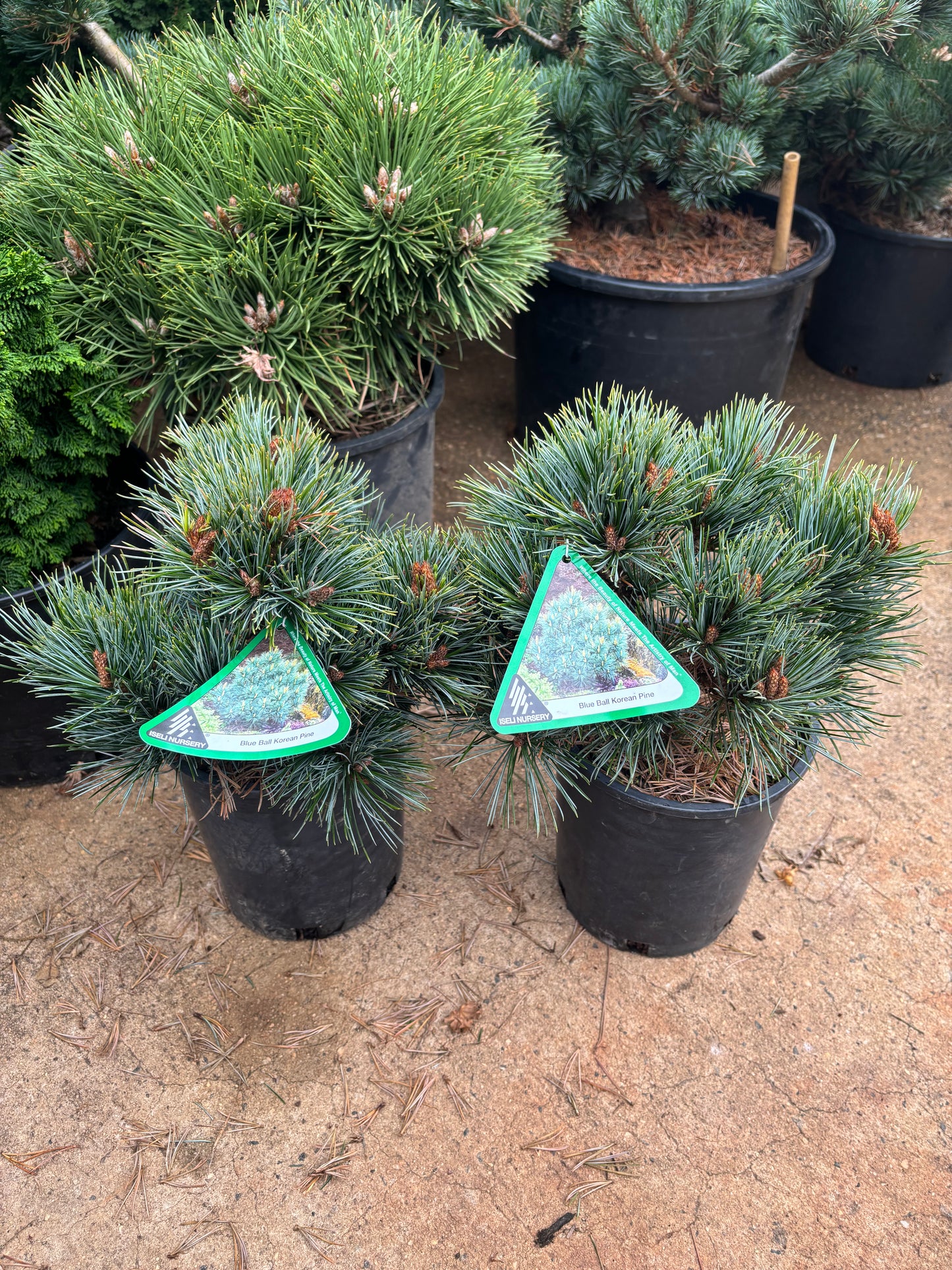 Pinus koraiensis ‘Blue Ball’