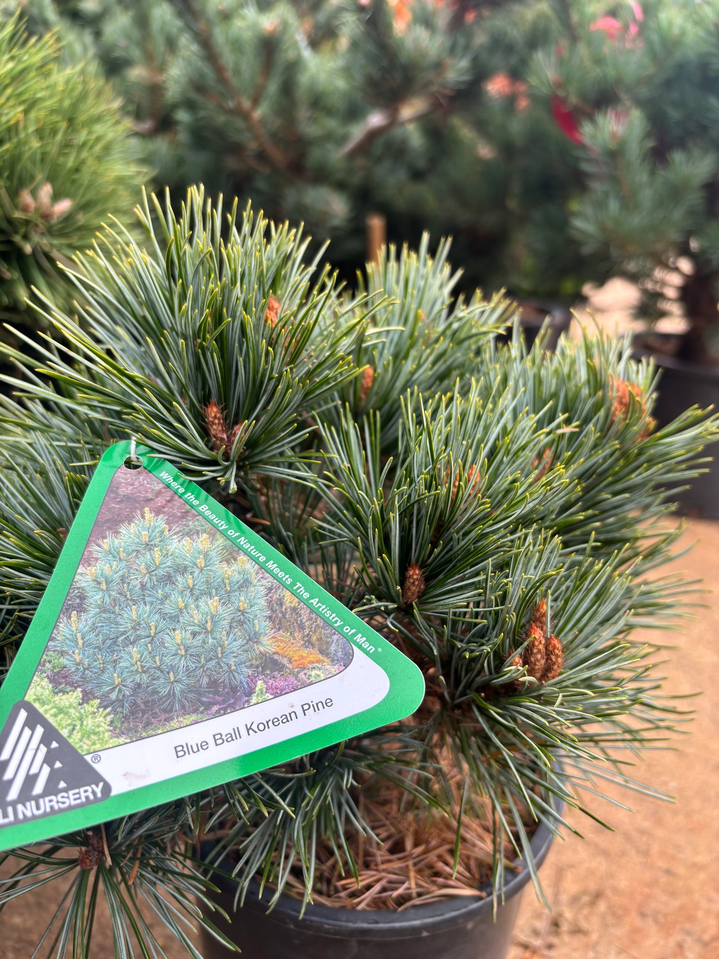 Pinus koraiensis ‘Blue Ball’
