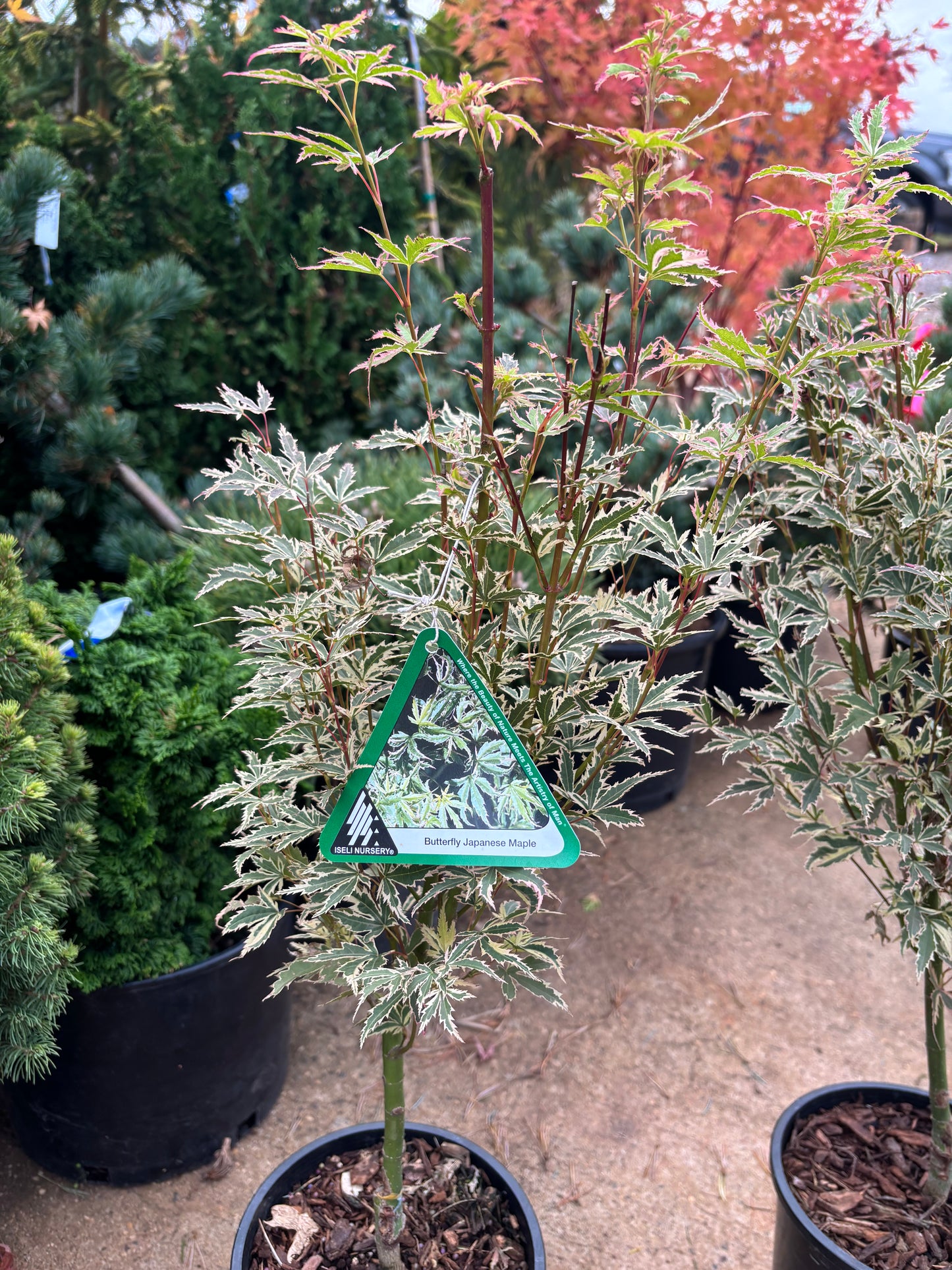Acer palmatum 'Butterfly'