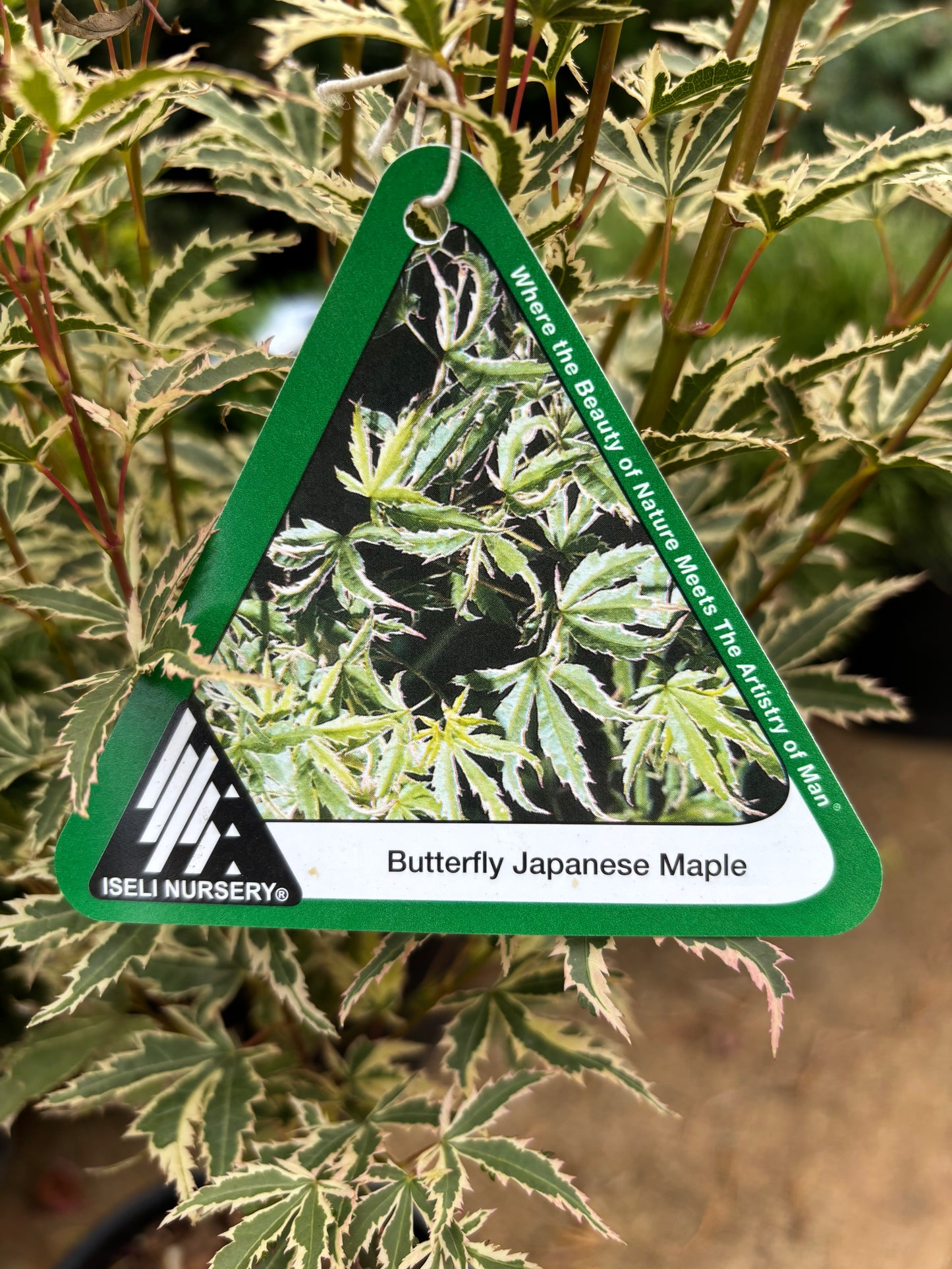 Acer palmatum 'Butterfly'