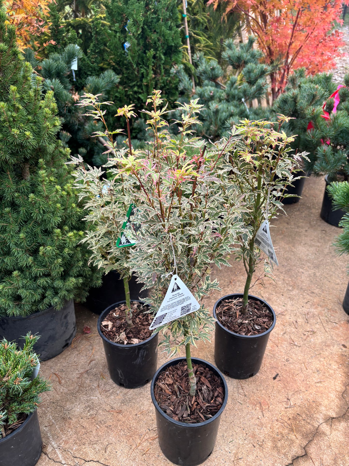 Acer palmatum 'Butterfly'