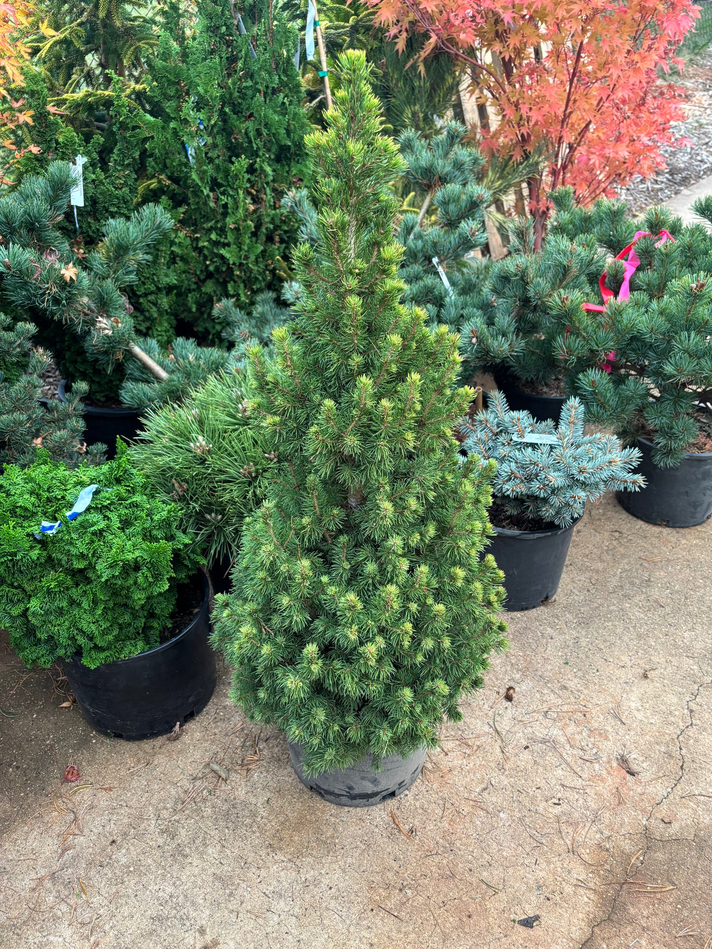 Picea glauca ‘Rainbow’s End’ Spruce