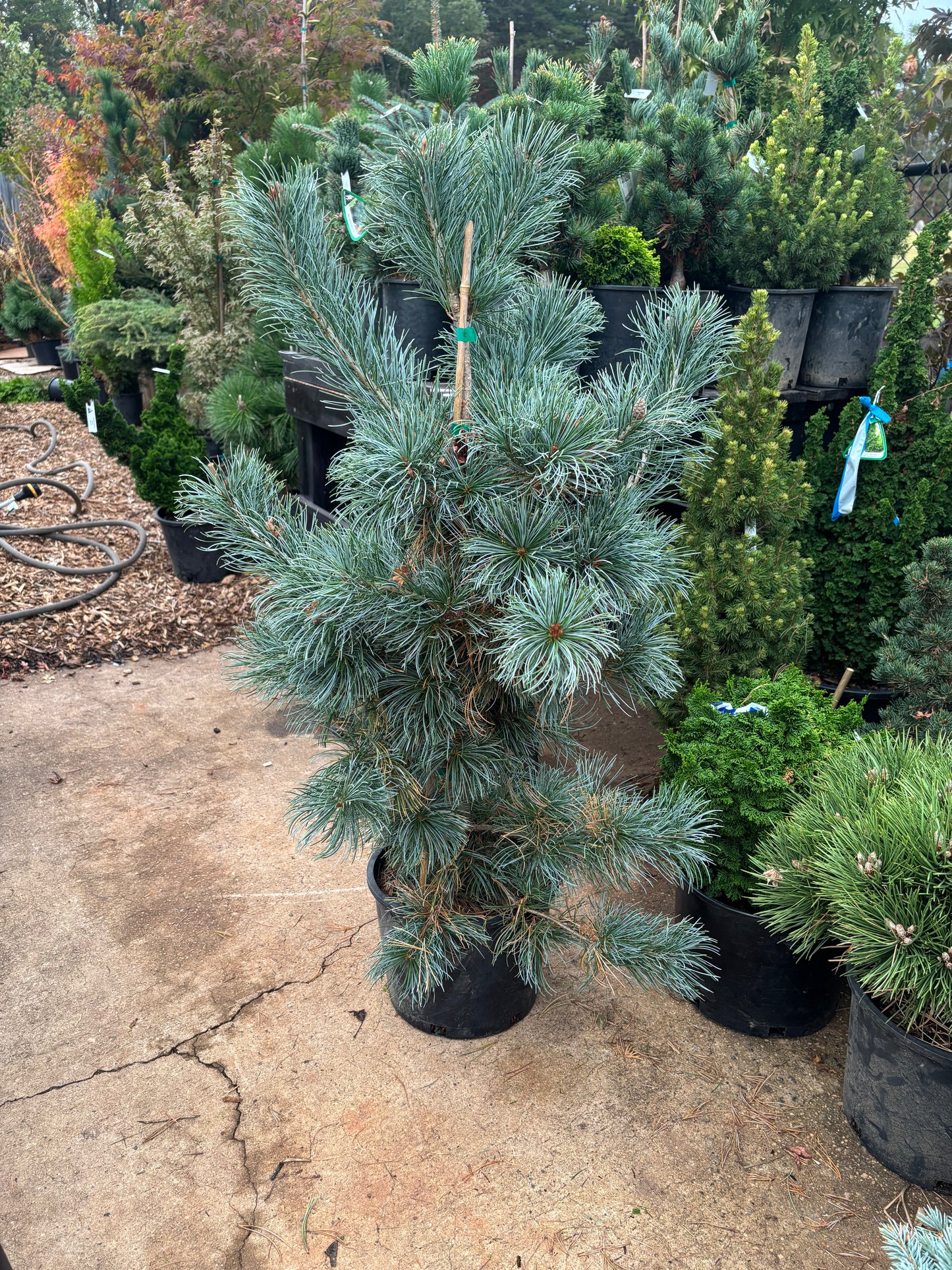 Pinus parviflora ‘Blauer Engel’