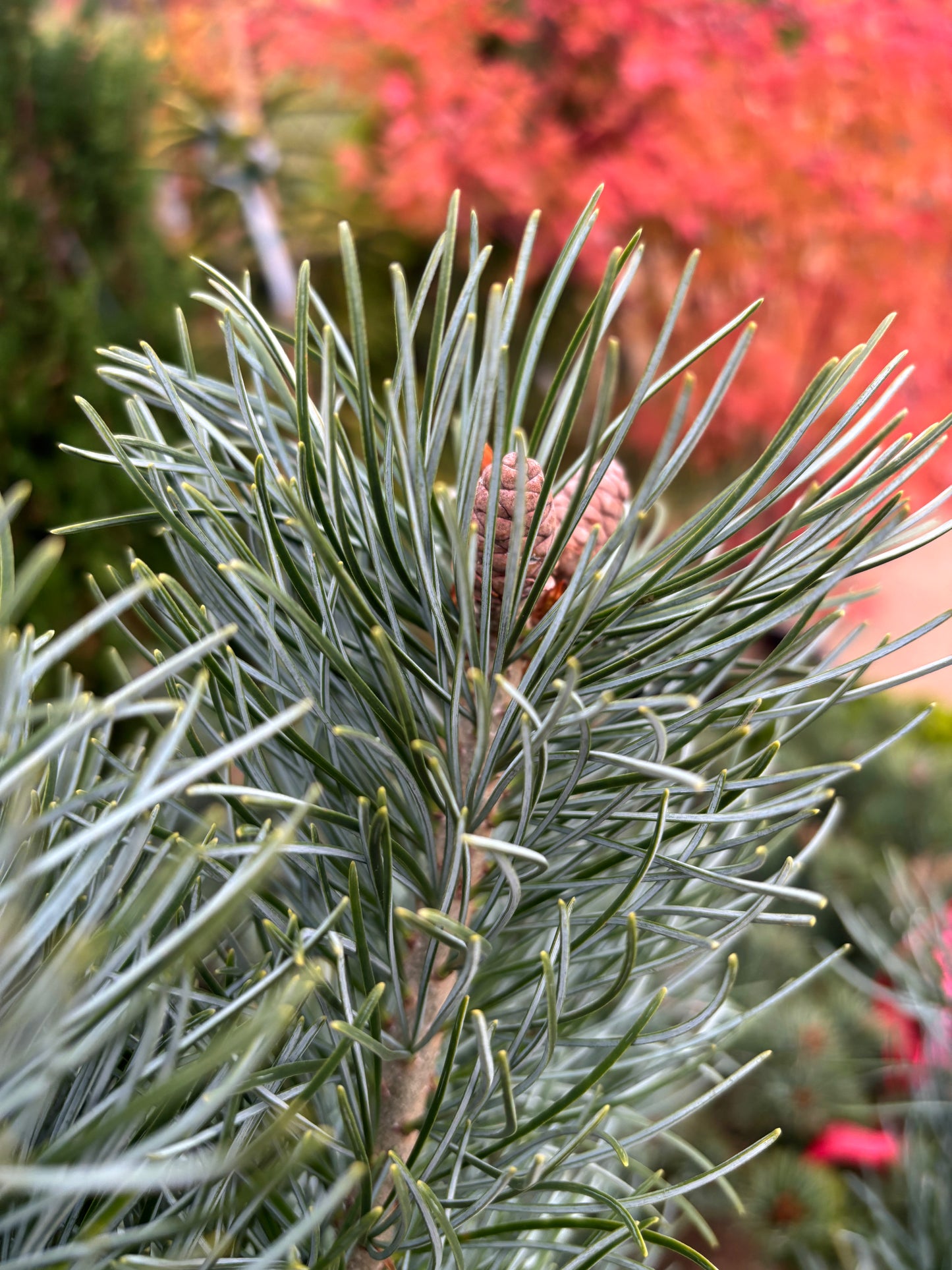 Pinus parviflora ‘Blauer Engel’